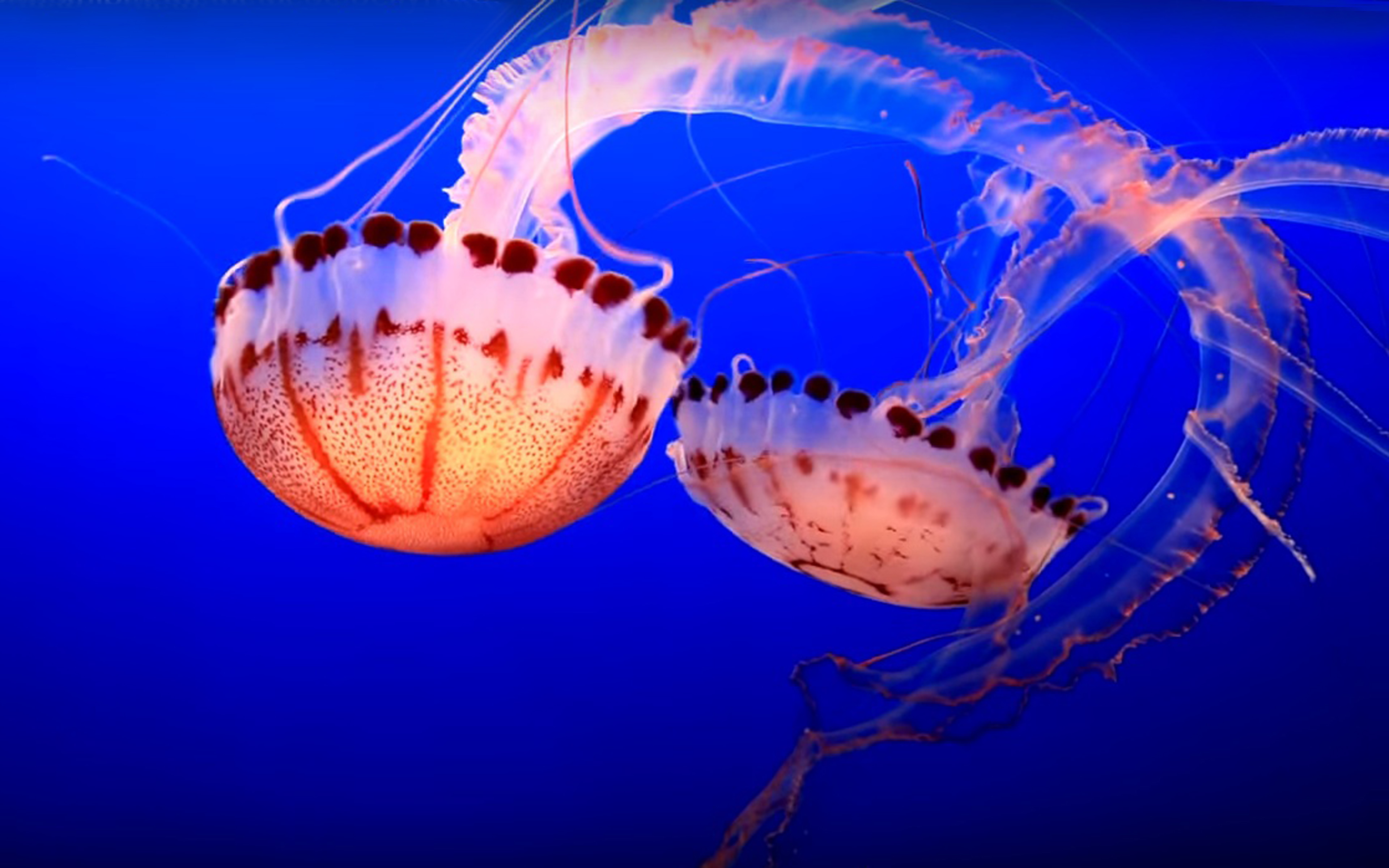 Download Jellyfish Underwater Diving Animals Wallpaper HD