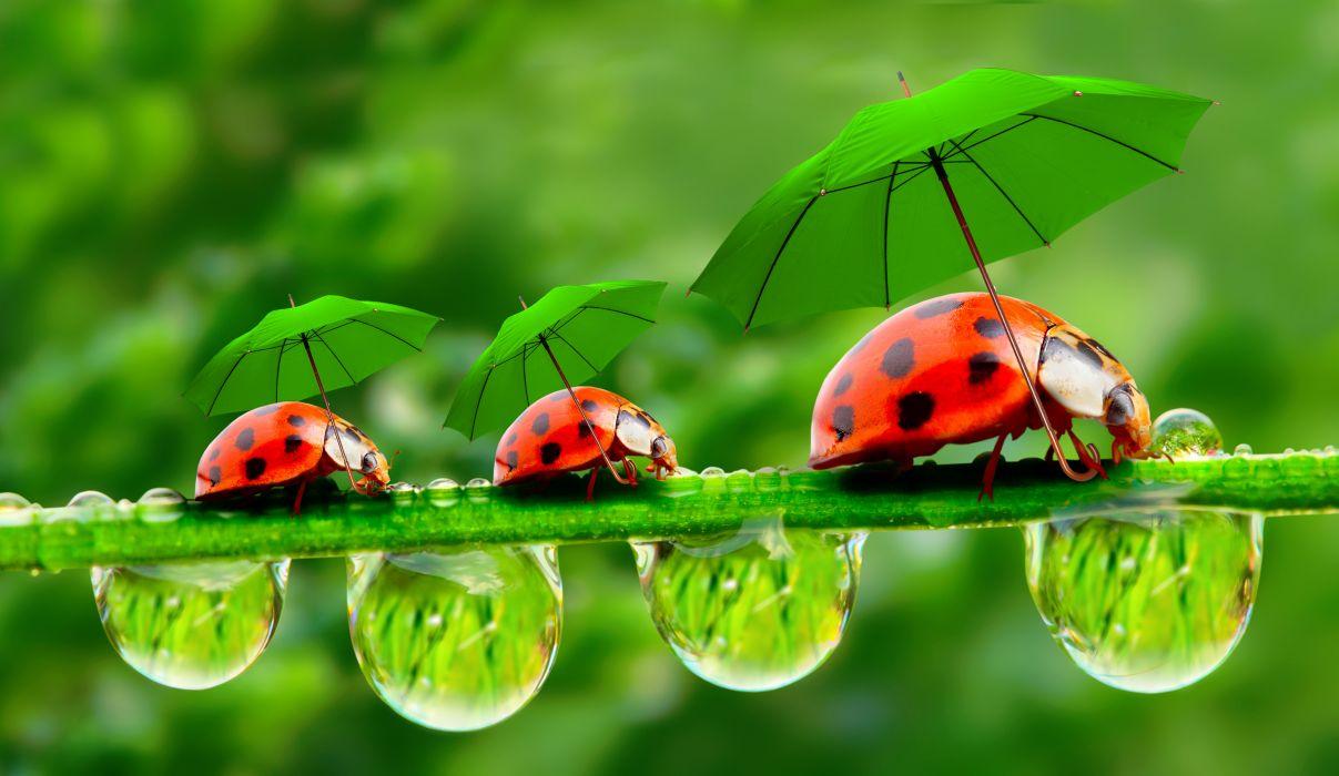 Ladybugs Insects Umbrella Drops Three 3 Humor Animals