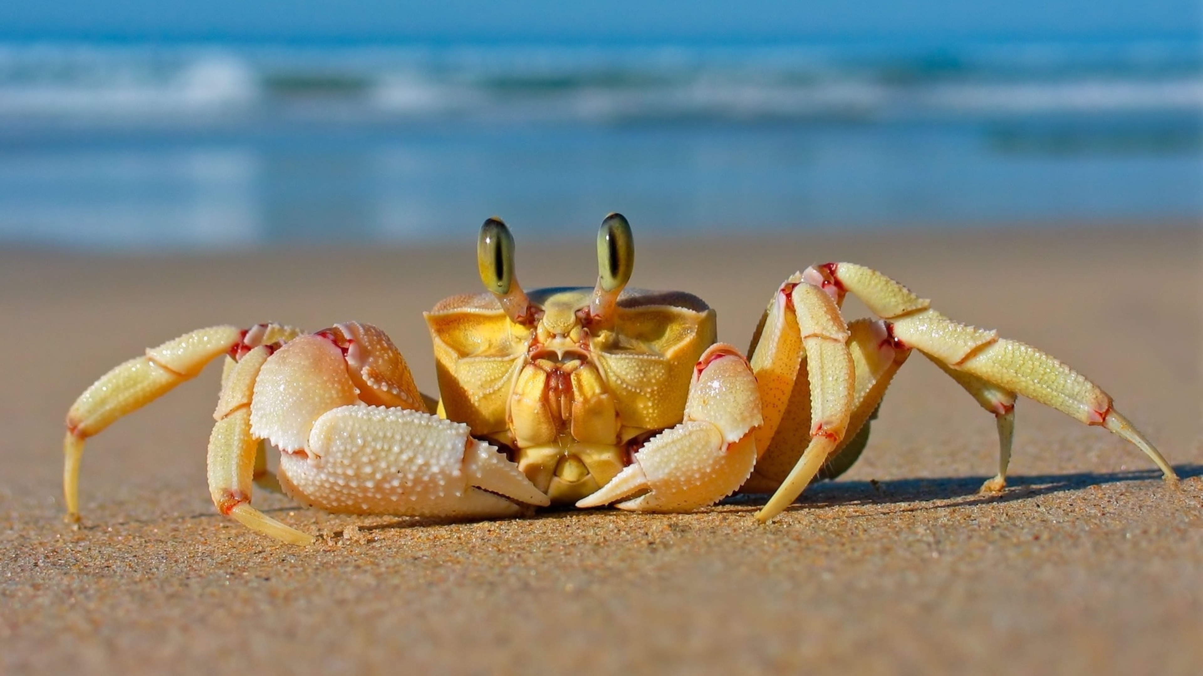 Crab Beach Sand Sea Animals Wallpaper HD 3840x2160