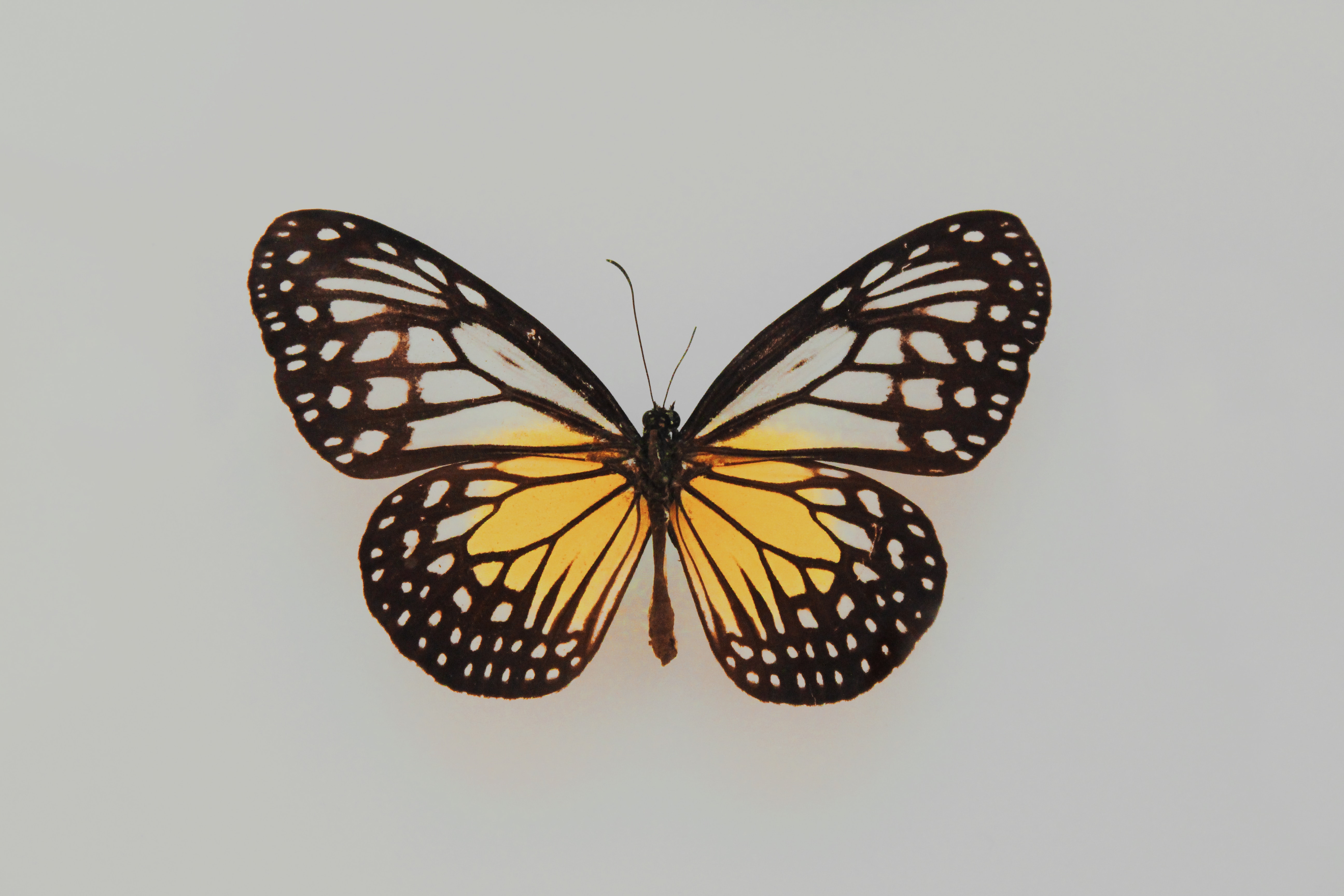 Butterfly Wallpaper: Free HD Download [HQ]