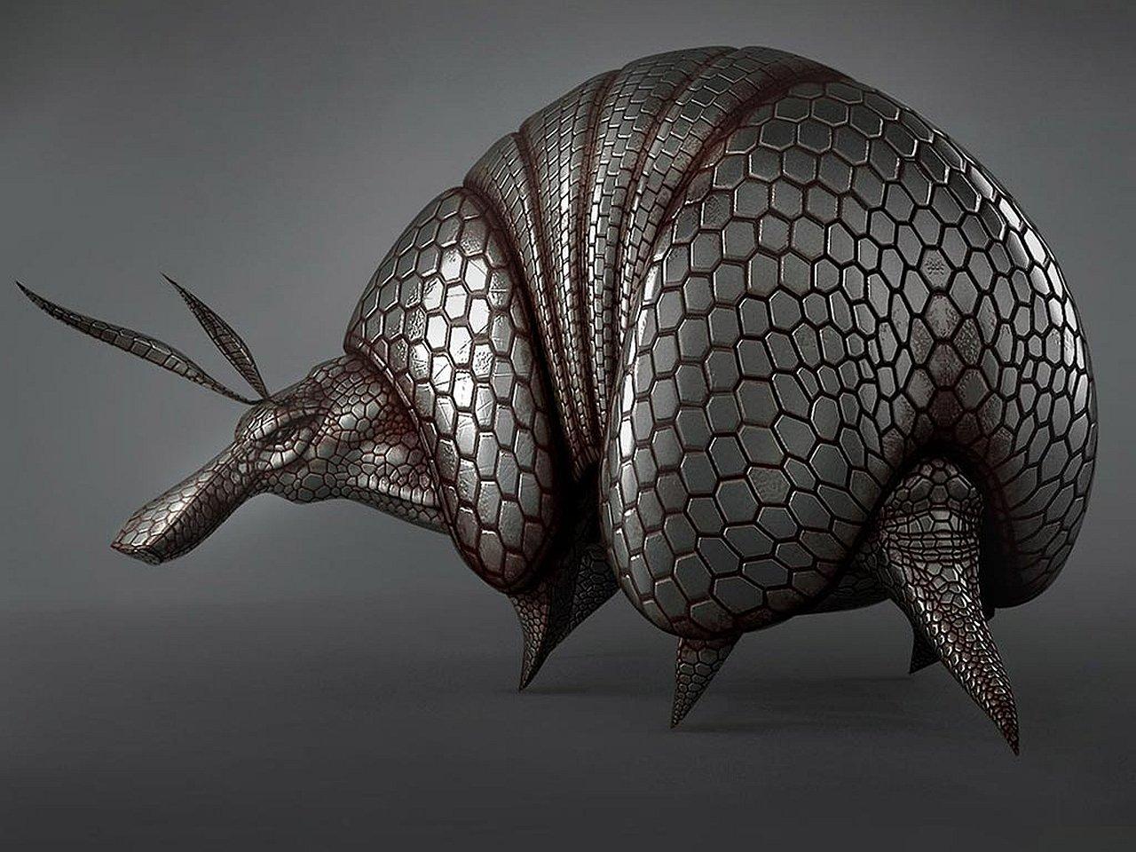 Armadillo HD Wallpaper and Background Image