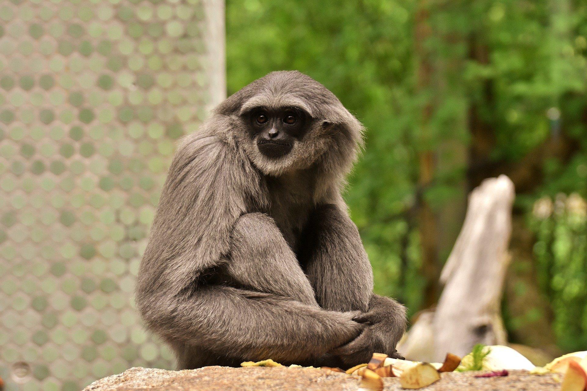 Gibbon HD Wallpaper and Background Image