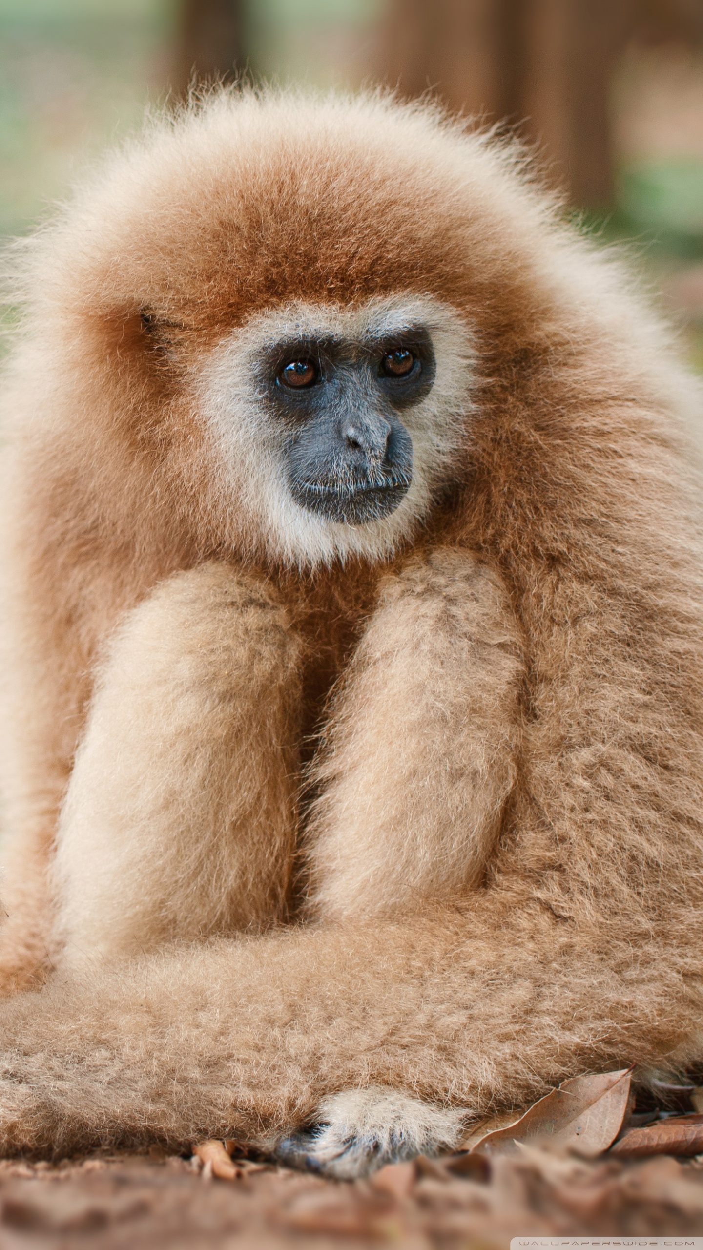 Lar Gibbon Primate Ultra HD Desktop Background Wallpaper