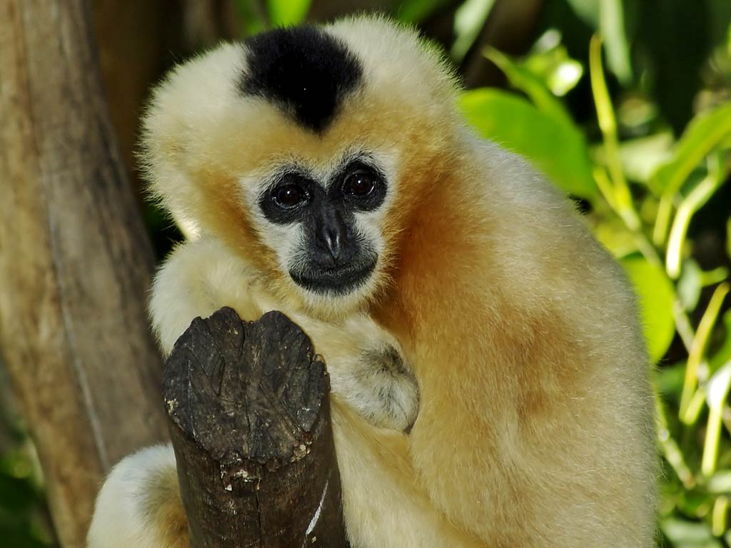 Gibbon Wallpaper and background