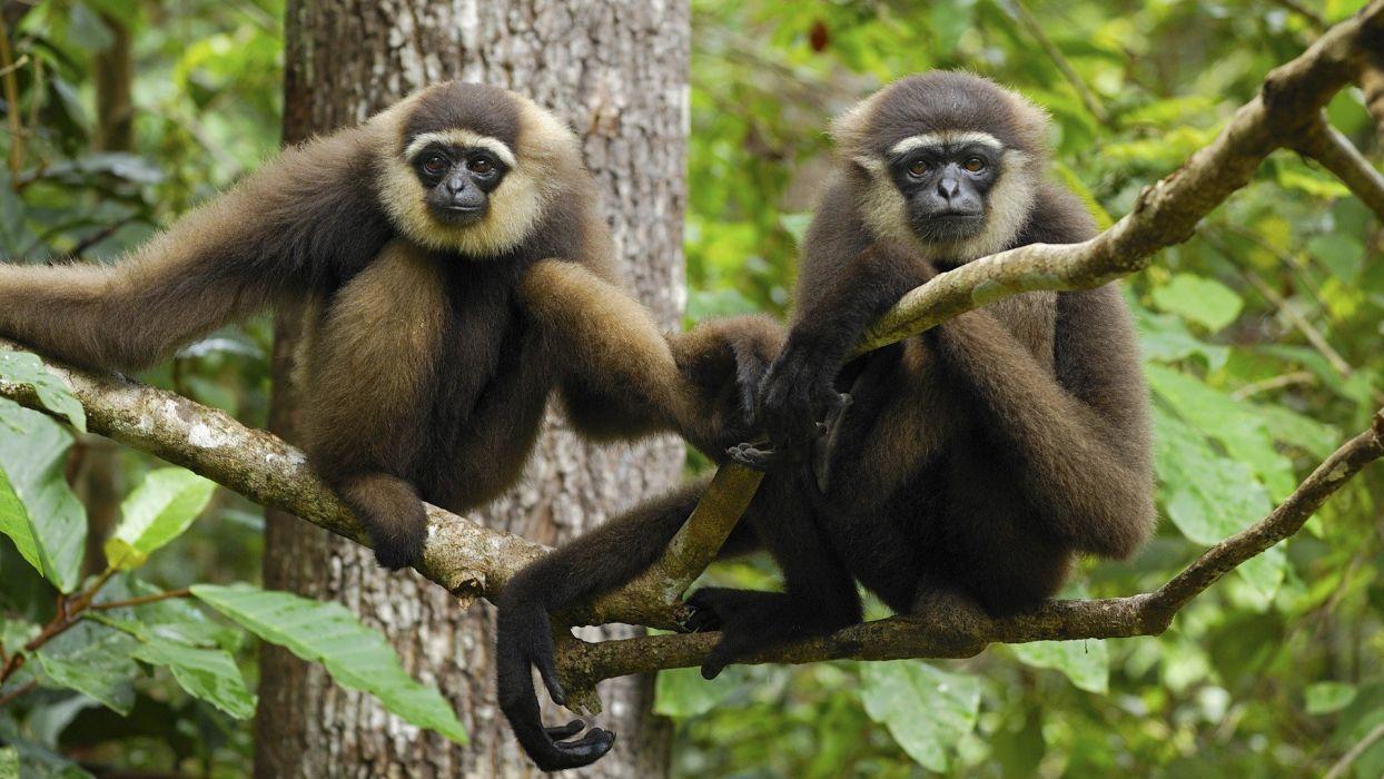 Animals Indonesia National Park gibbons wallpaper