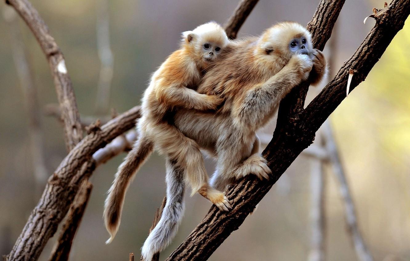 Wallpaper monkey, monkeys, monkey, monkeys, primates, Gibbon