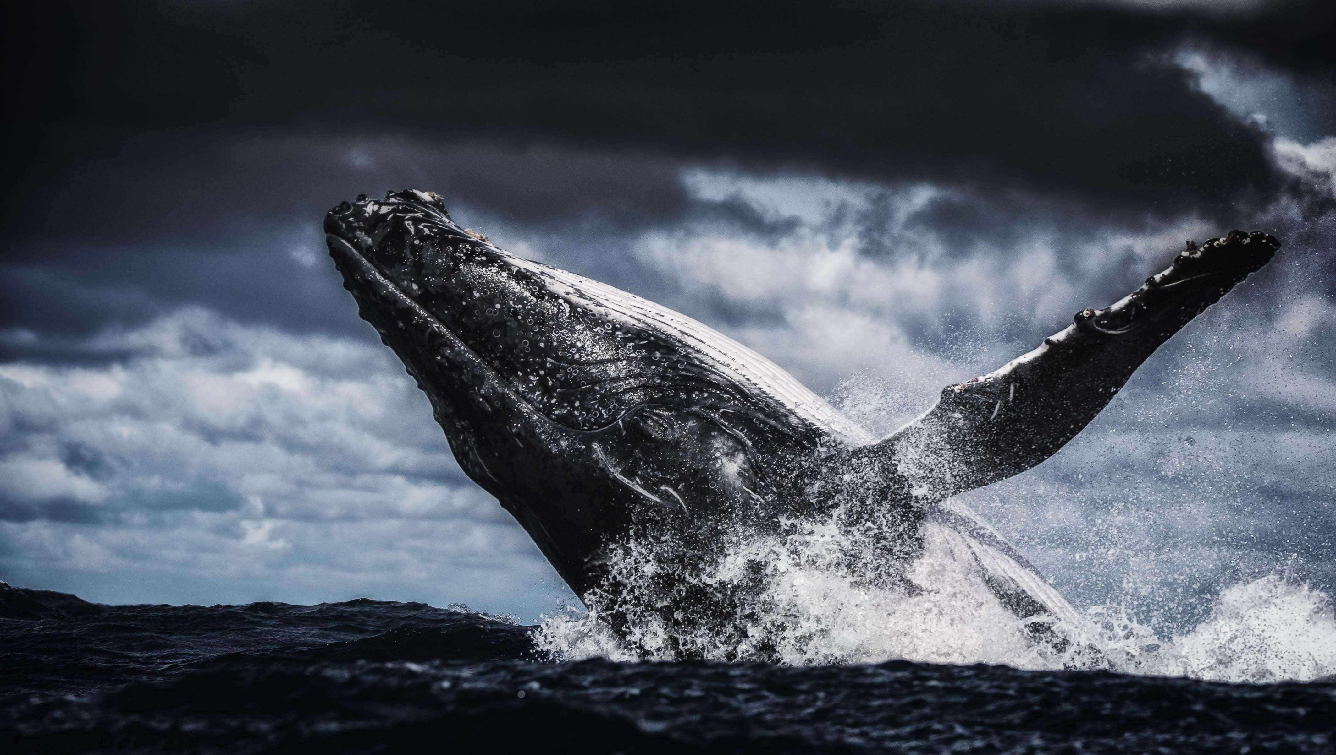 Humpback Whale 4k Ultra HD Wallpaper. Background Image