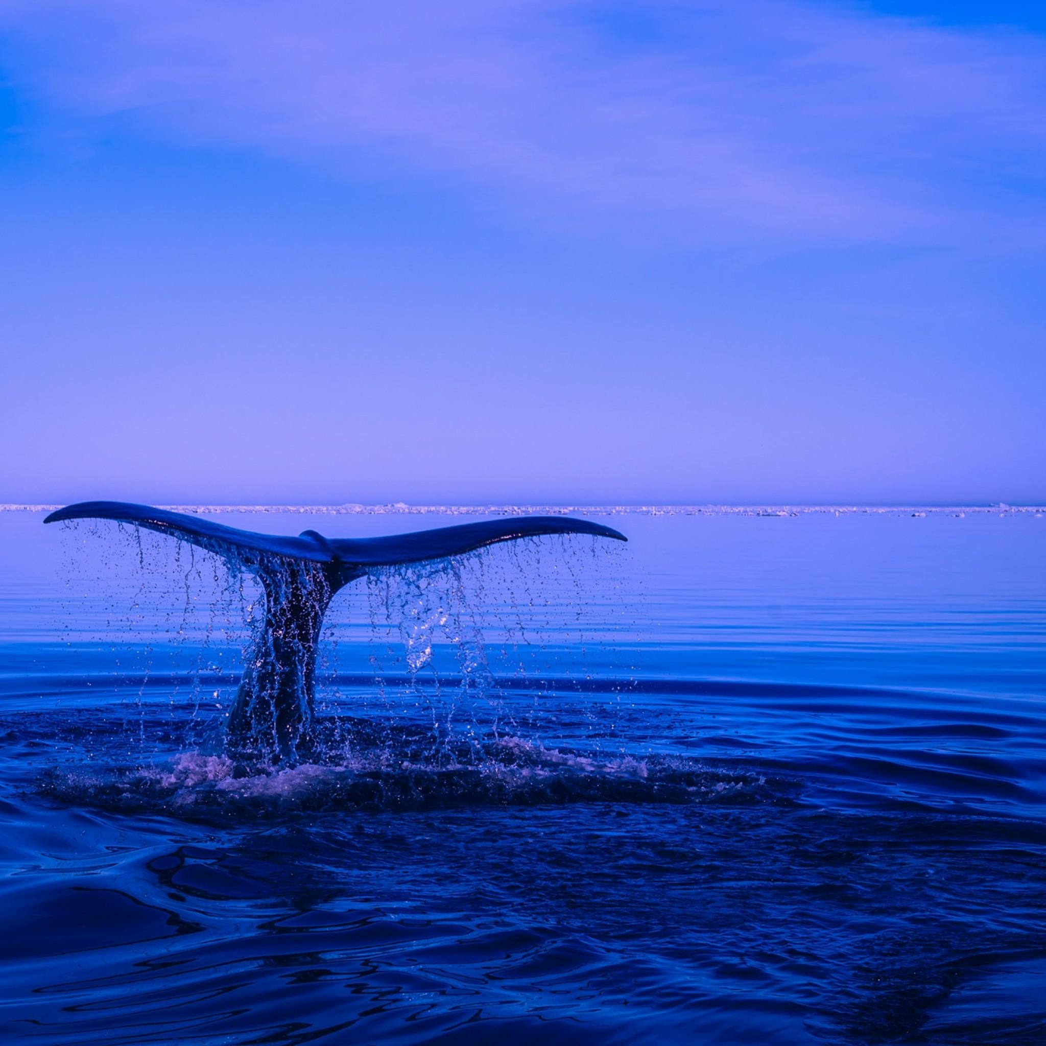 Humpback Whale Tail Ocean iPad Air HD 4k