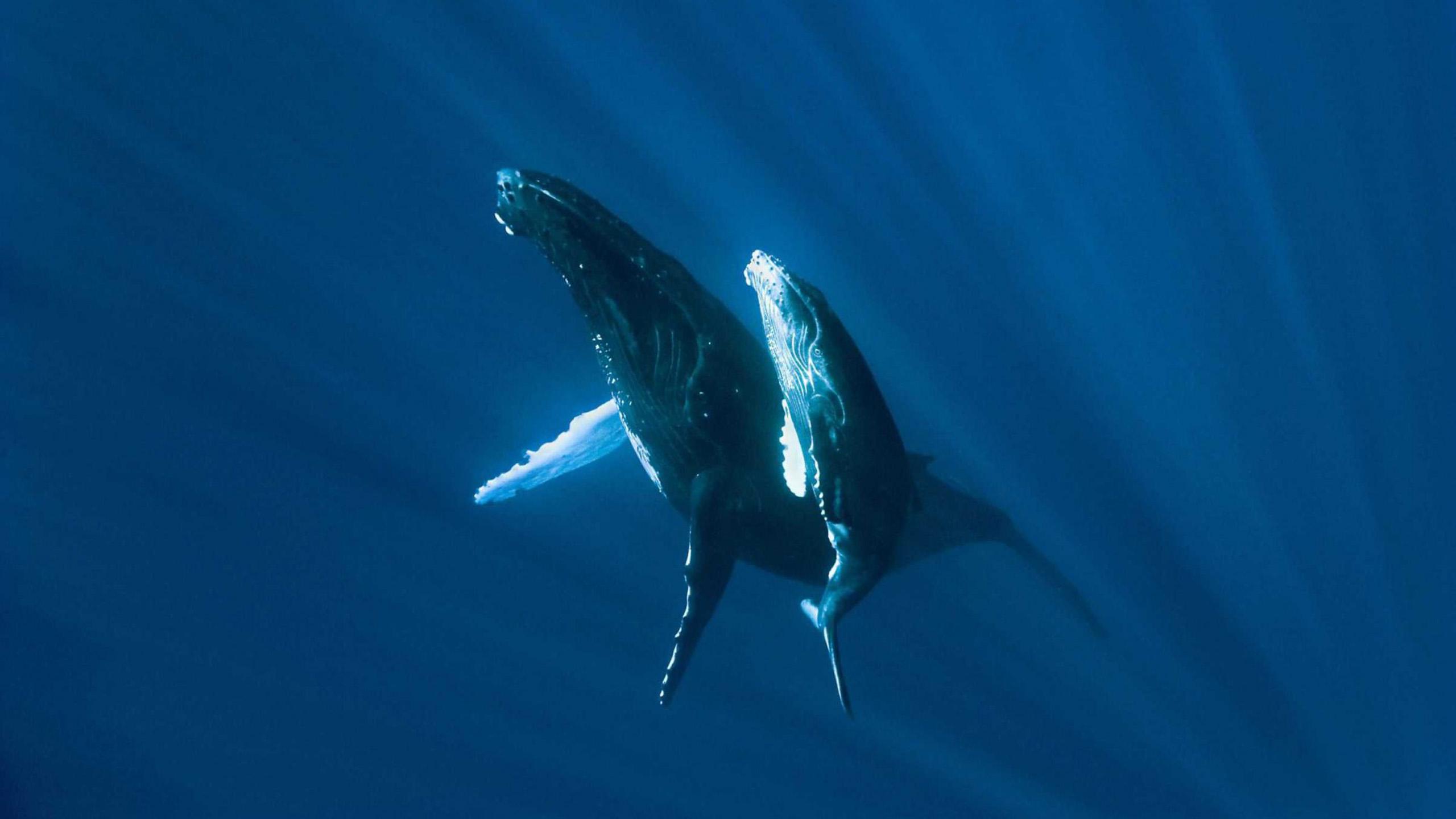 Humpback Whale HD Wallpaper