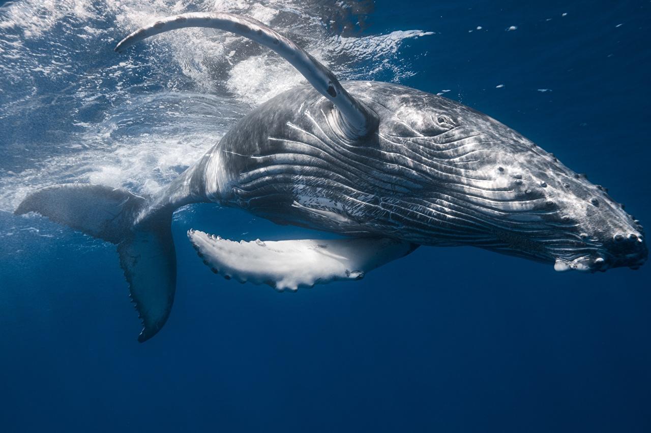 Photo Whale Humpback whale Animals