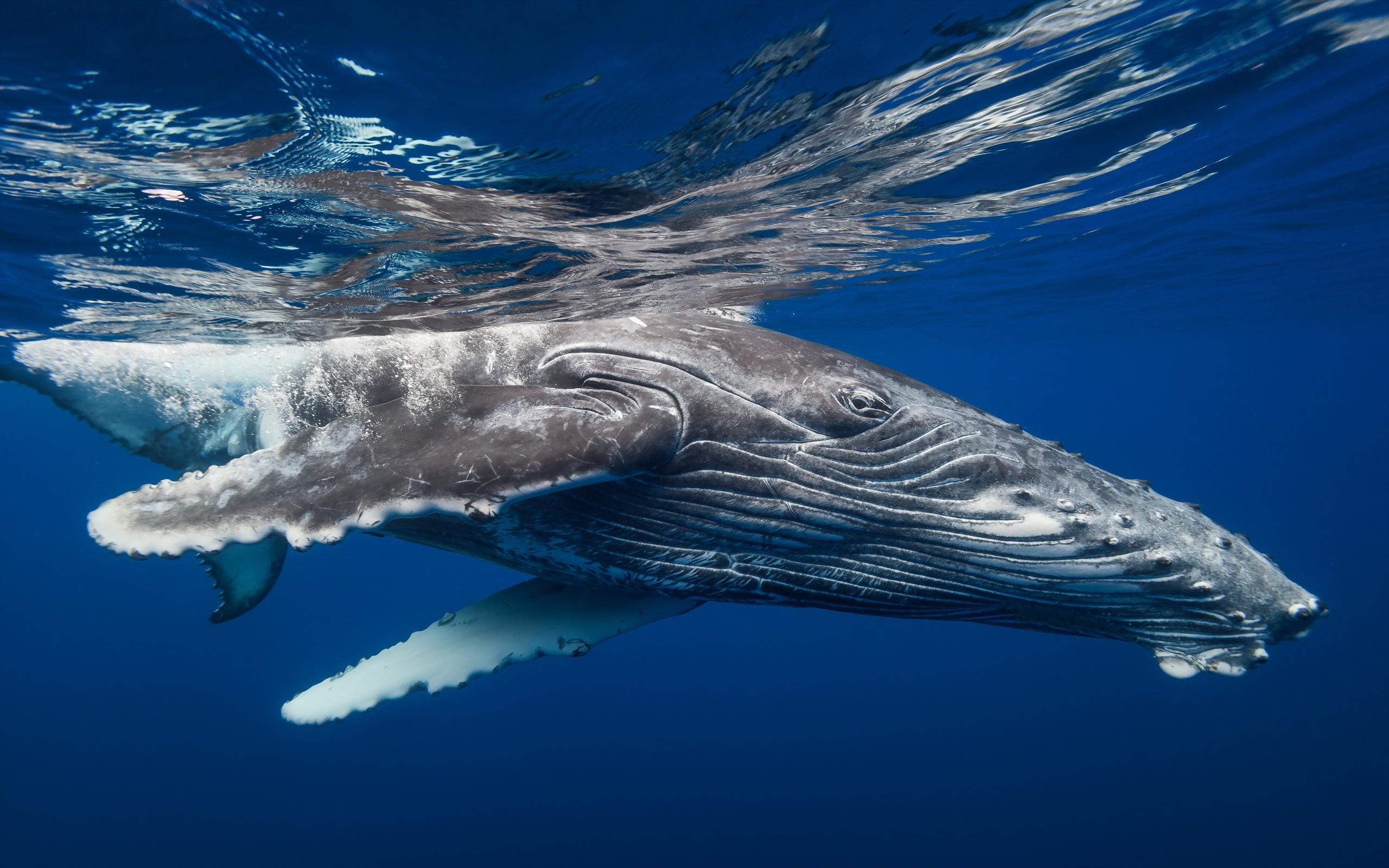 Humpback Whale HD Wallpaper. Background Imagex1600