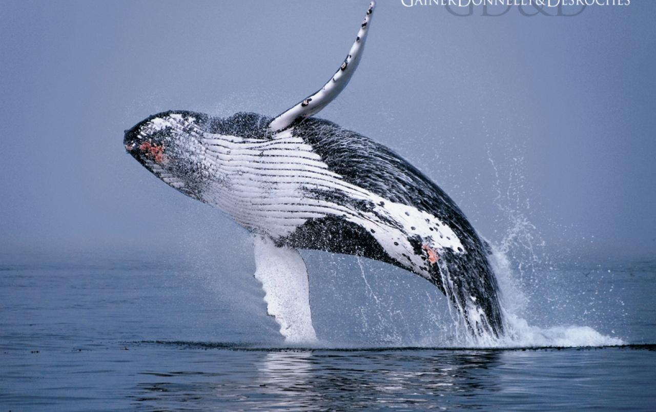 Humpback Whale wallpaper. Humpback Whale