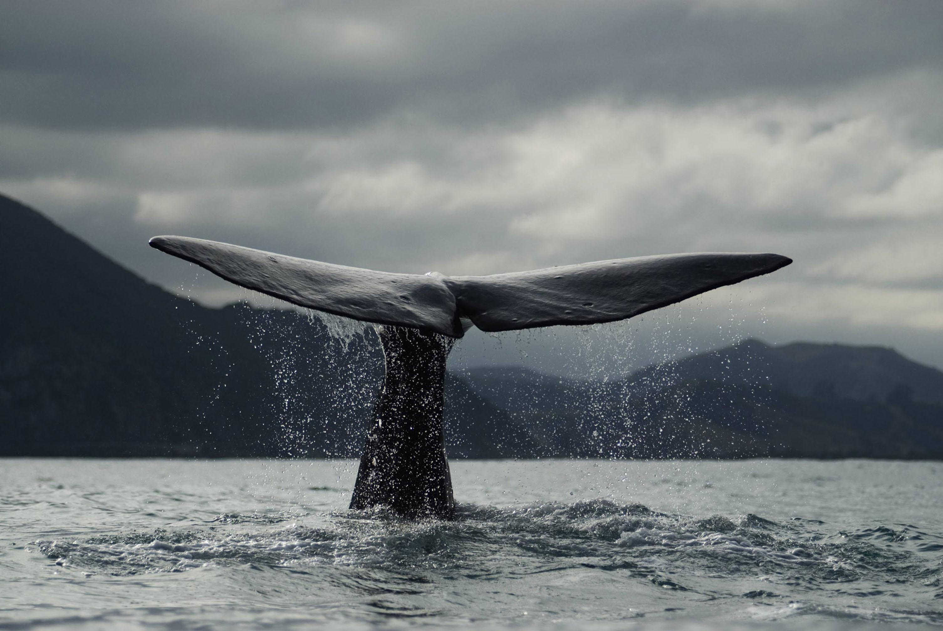 Humpback Whales Free Wallpaper Desktop Whale, HD