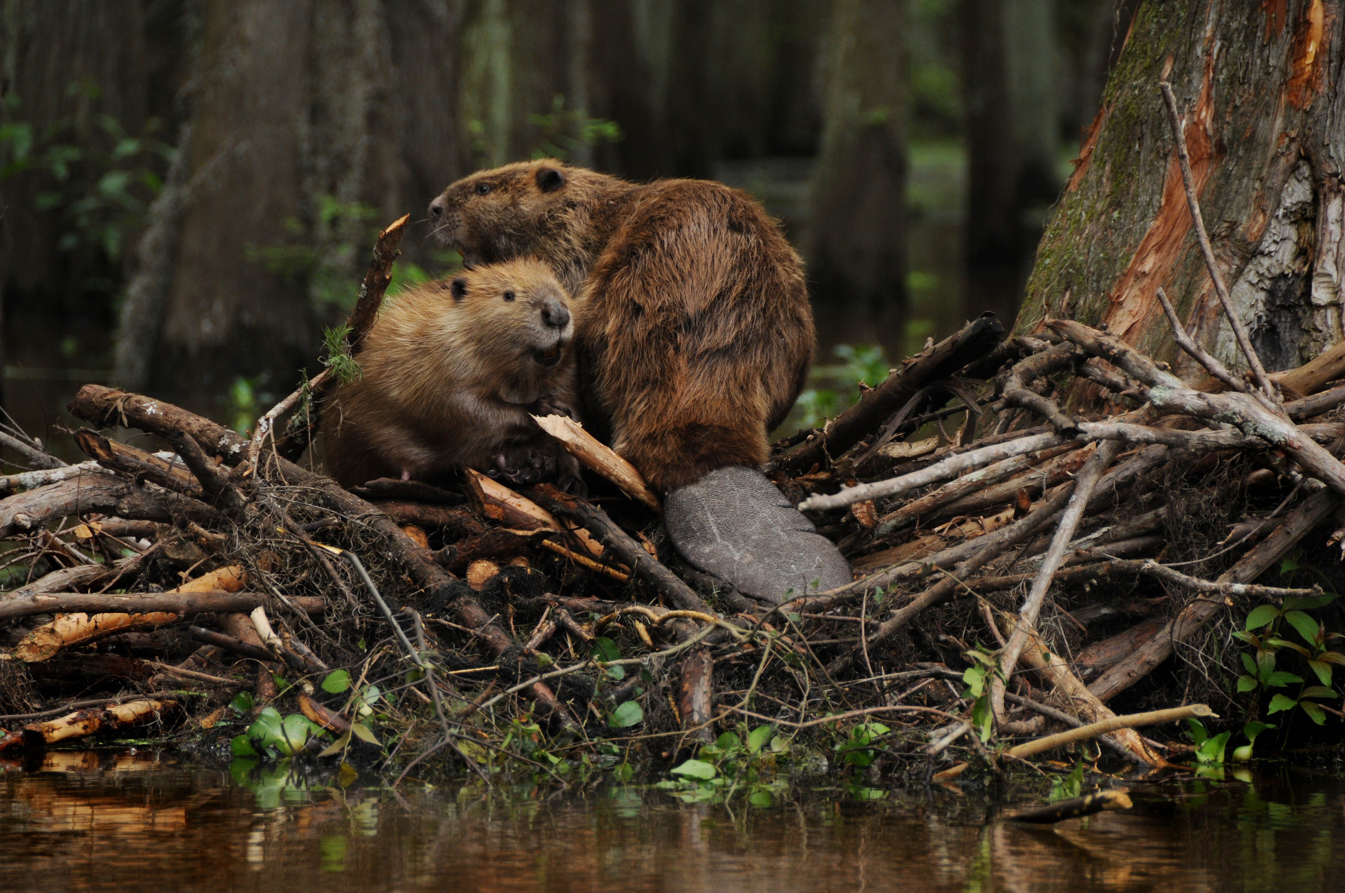 beaver, Rodent, Castor Wallpaper HD / Desktop and Mobile
