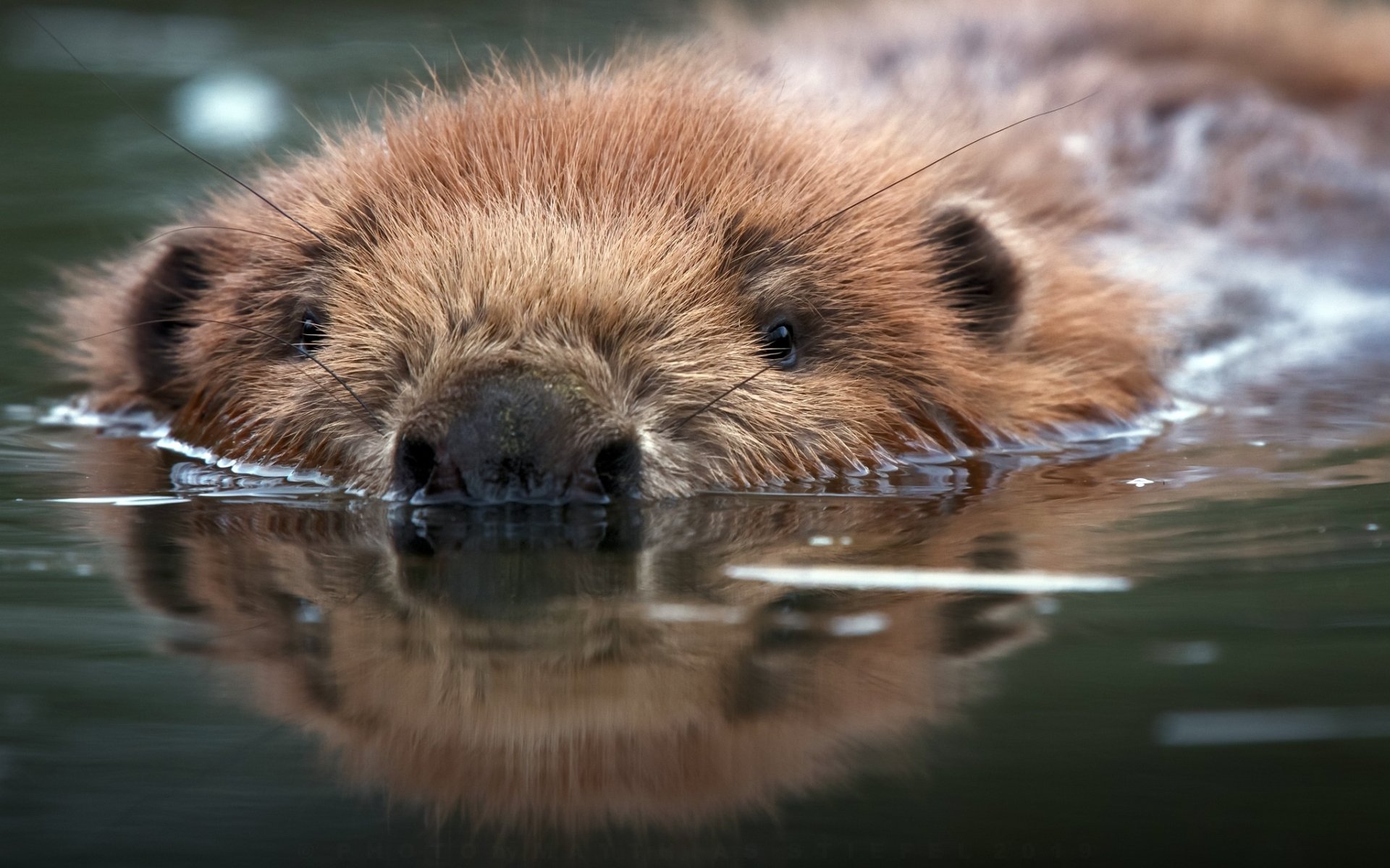 Wallpaper of Animal, Beaver, Reflection, Water, Wildlife