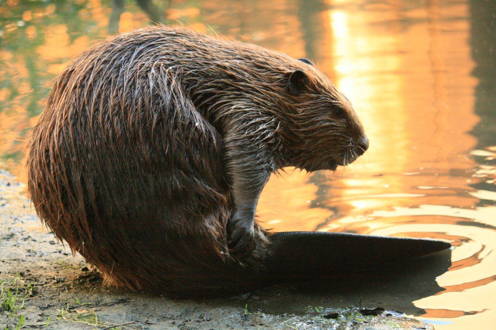 Beaver HD Background