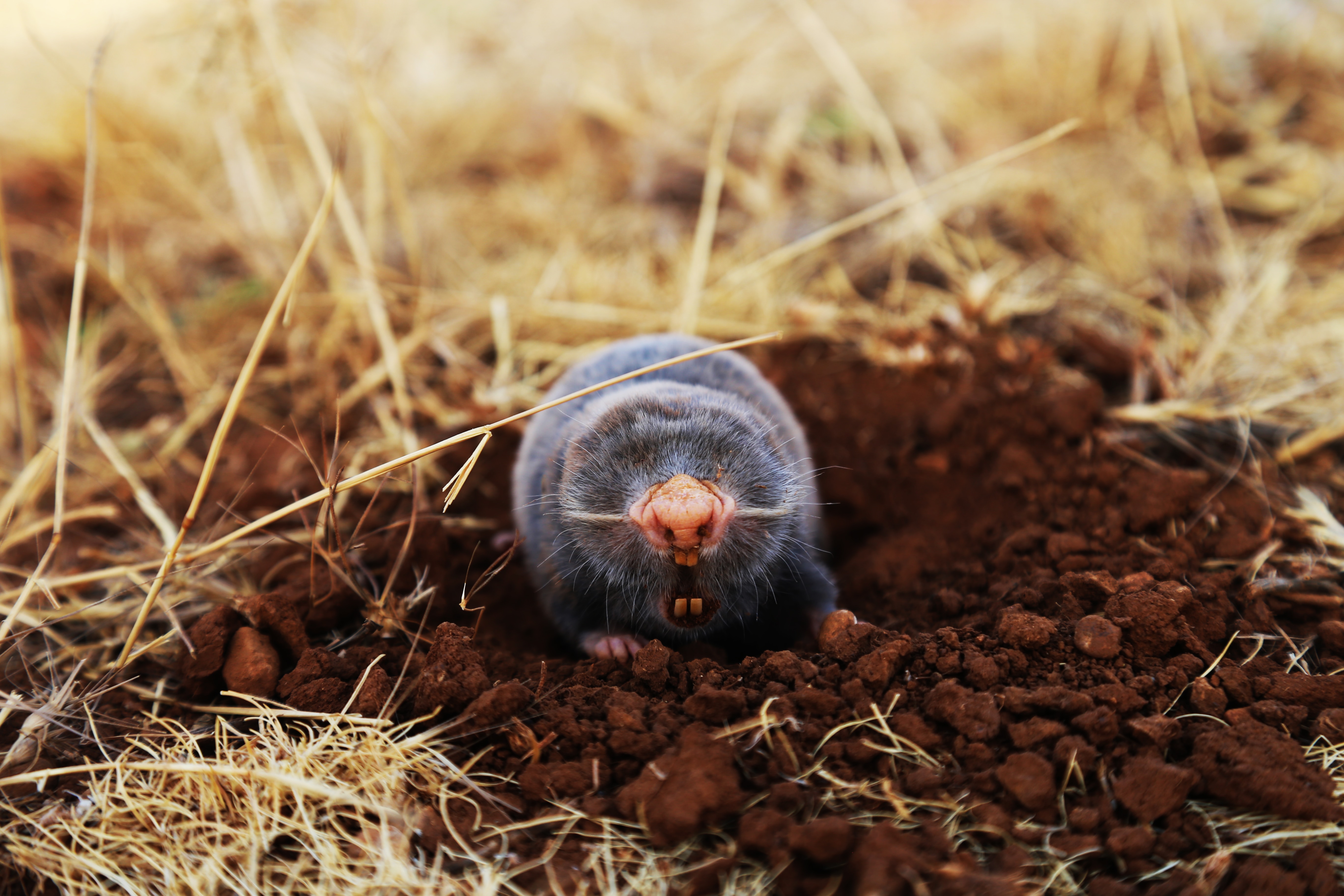 Mole Picture. Download Free Image