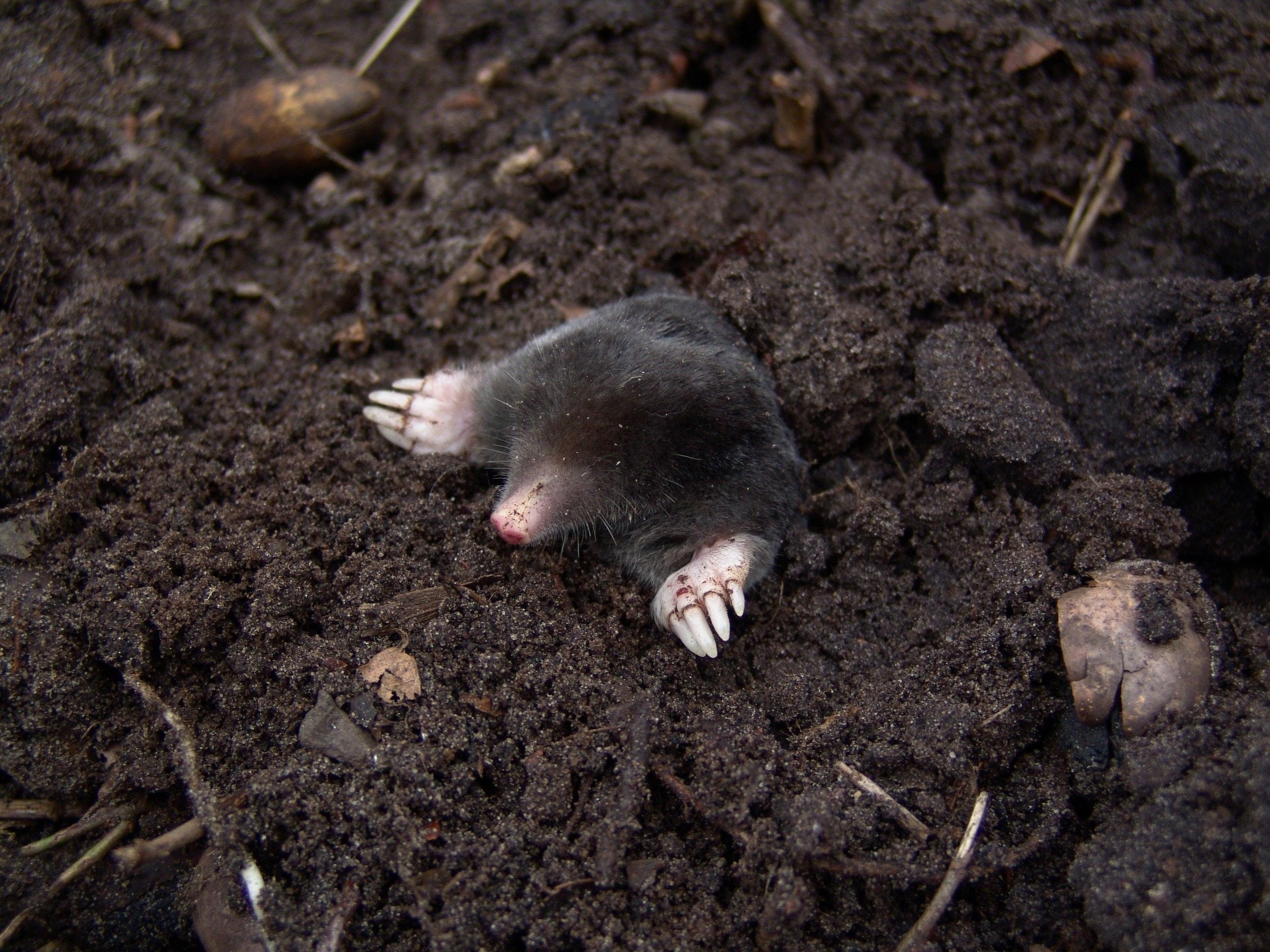 Black Mole in Black Soil · Free