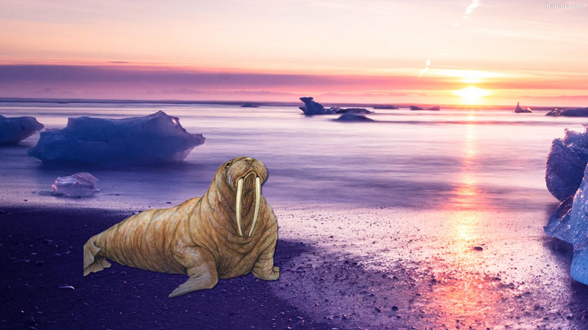 Walrus Wallpaper HD Background Free Download