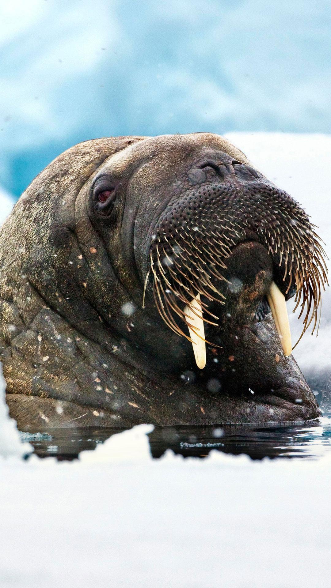 Walrus Live Wallpaper for Android