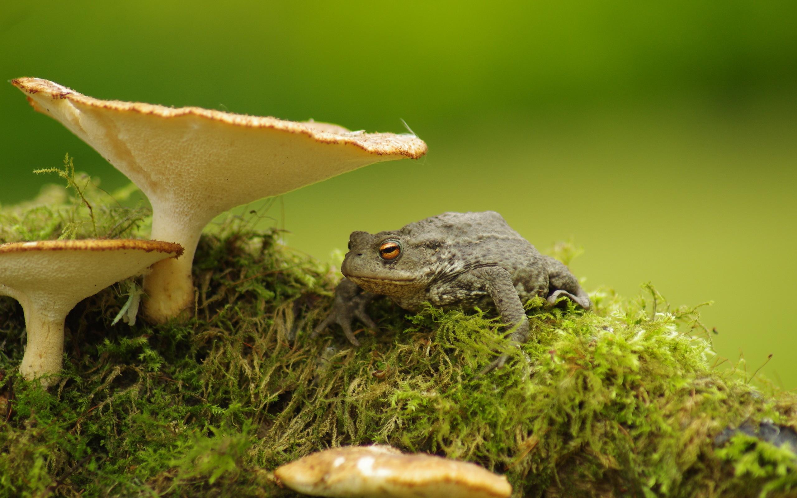 Toad HD Wallpaper and Background Image
