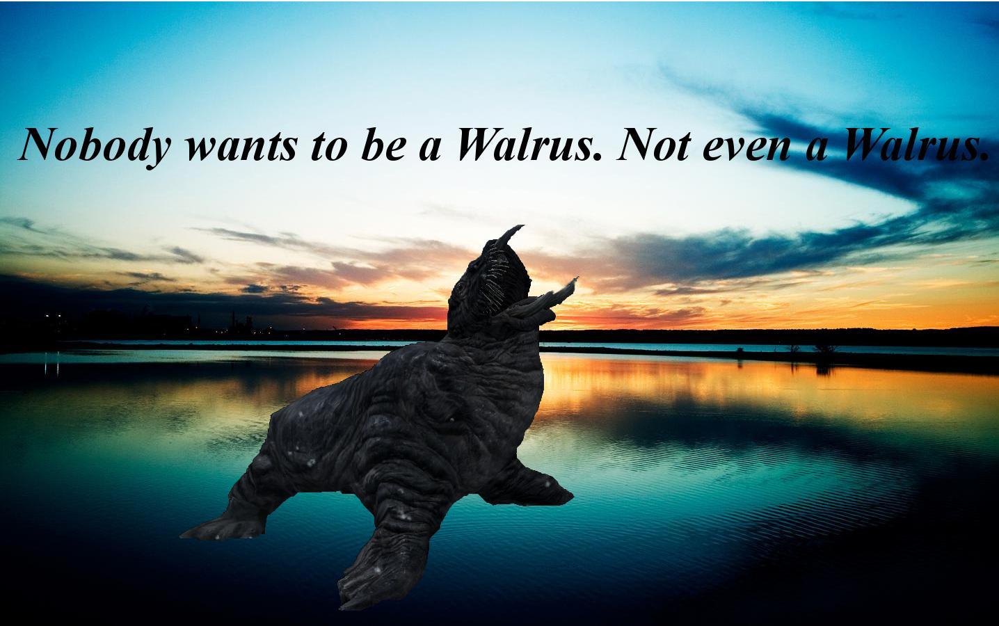 Walrus Wallpaper