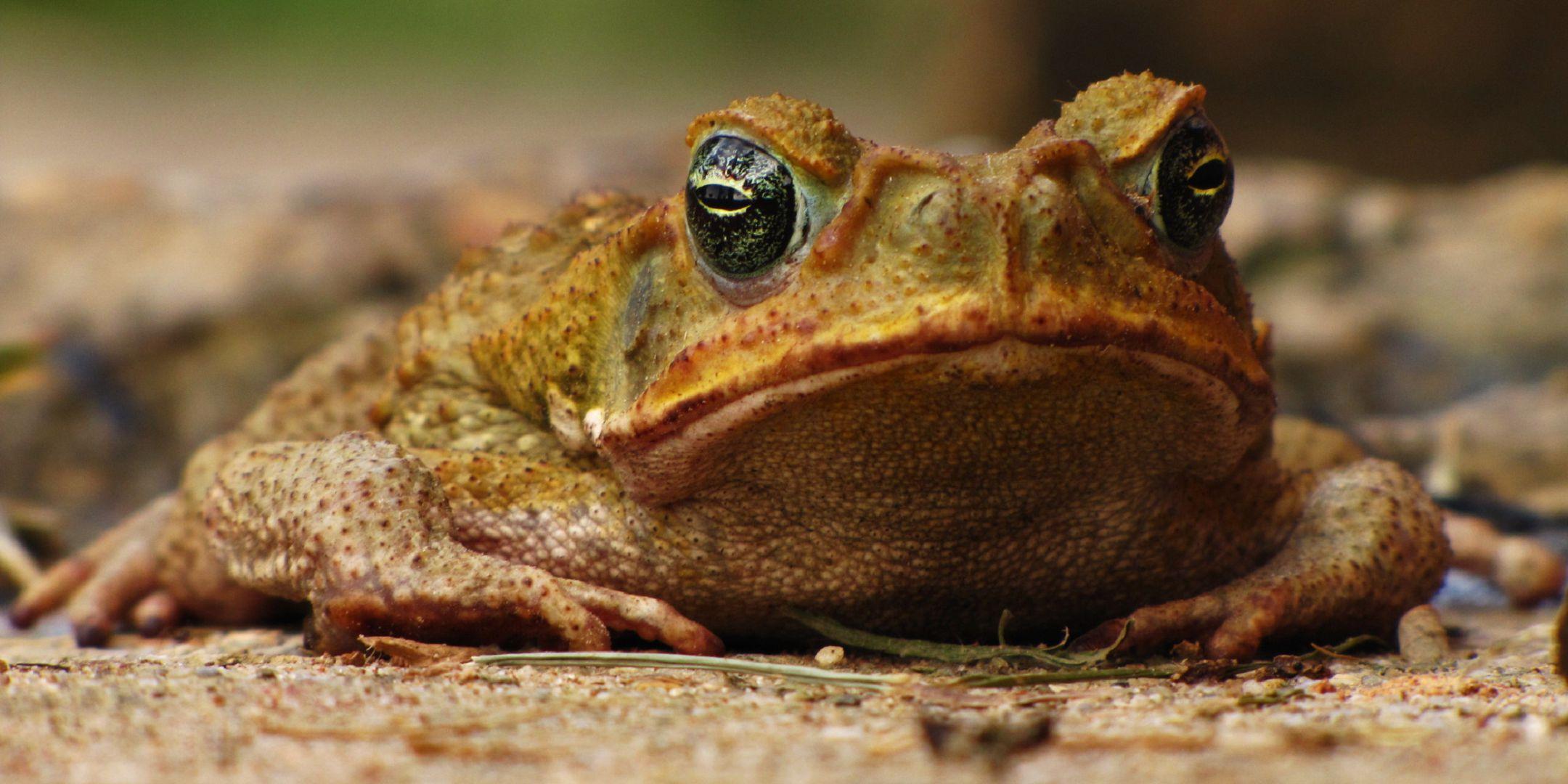 Toad Desktop Background. Toad