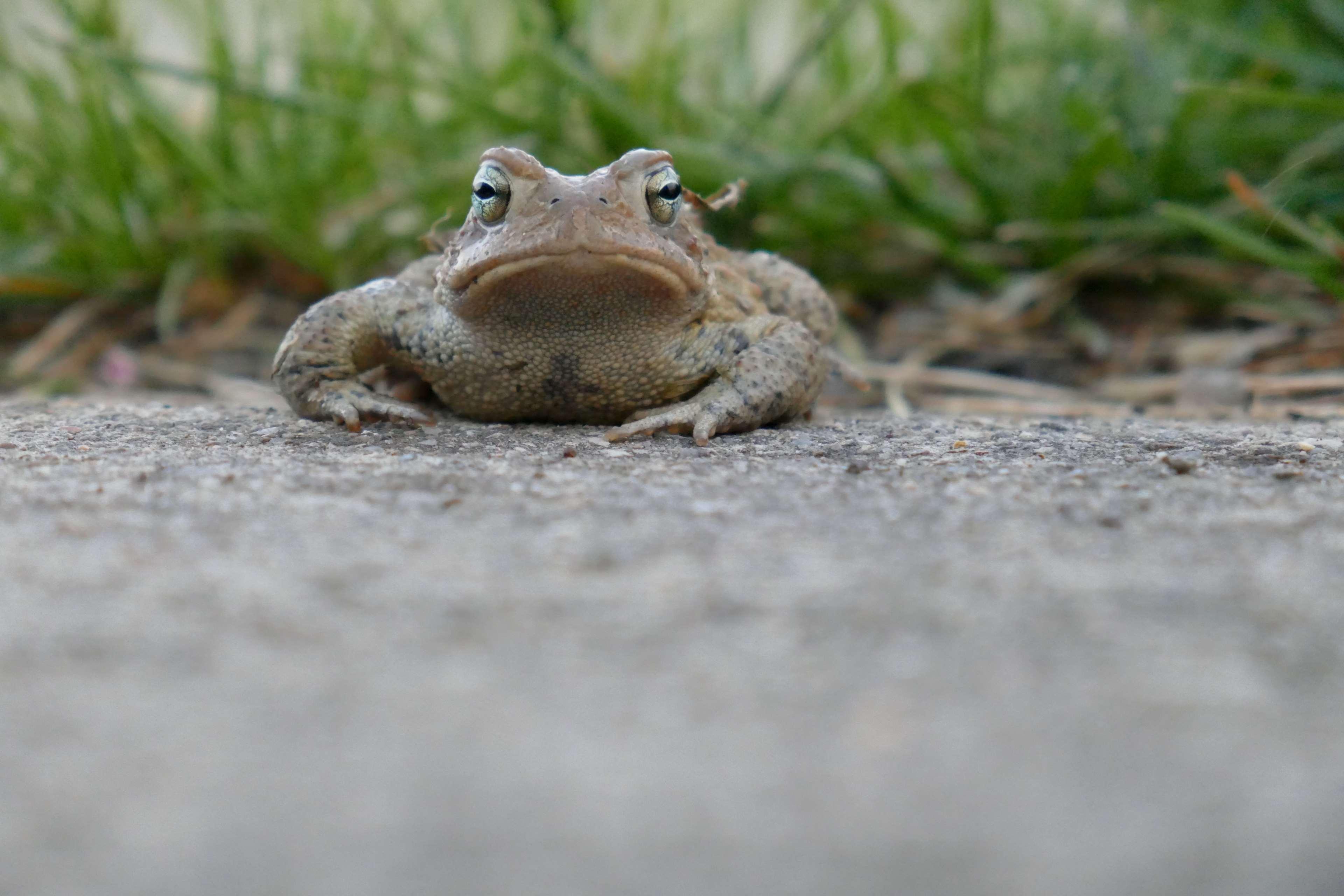 frog, toad 4k wallpaper and background. Free stock image