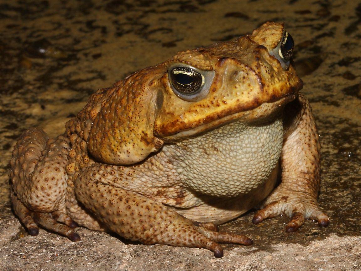 women as toads. the life of animals cane toad a huge cane