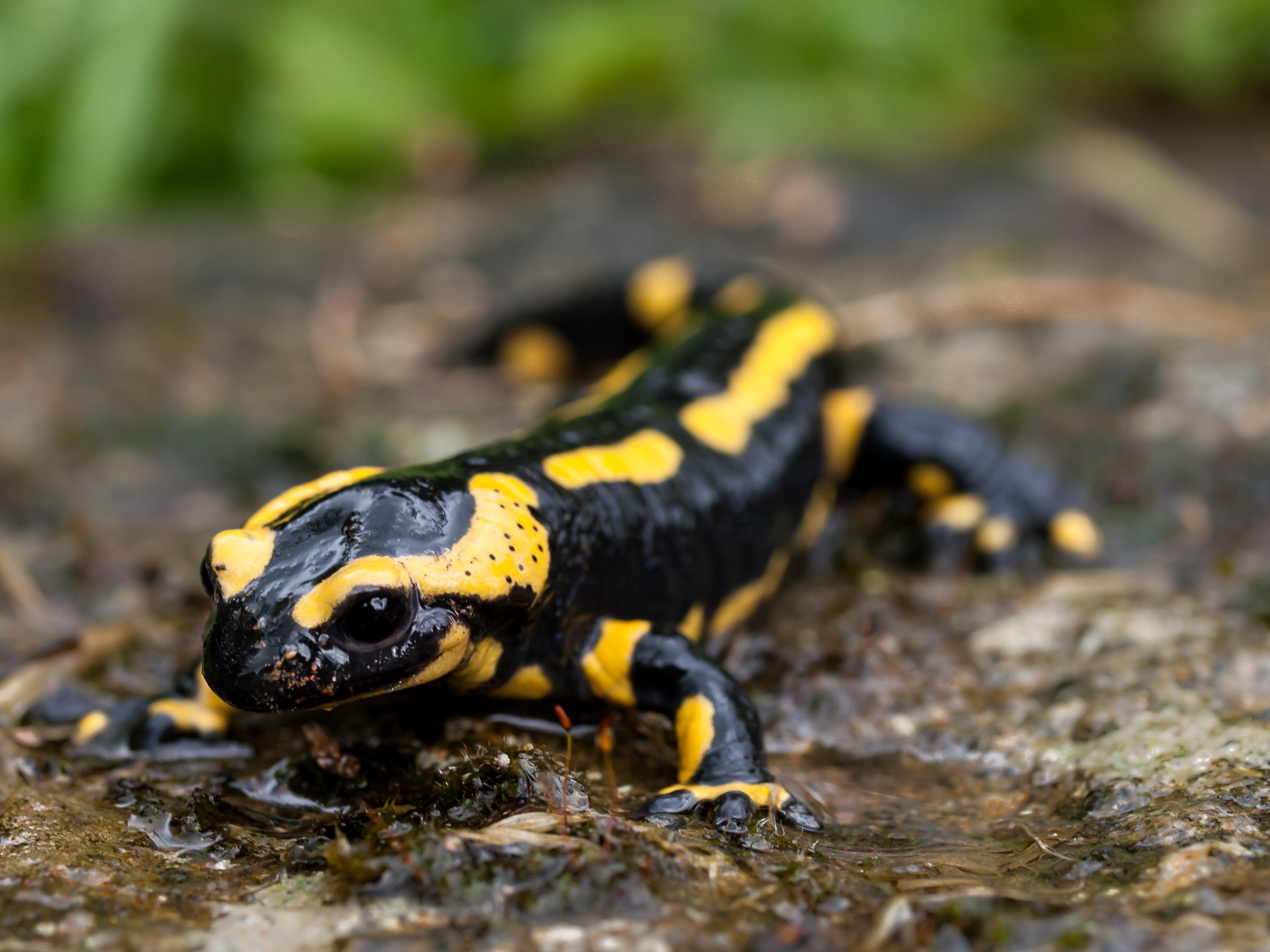 Black and yellow lizard, fire salamander HD wallpaper