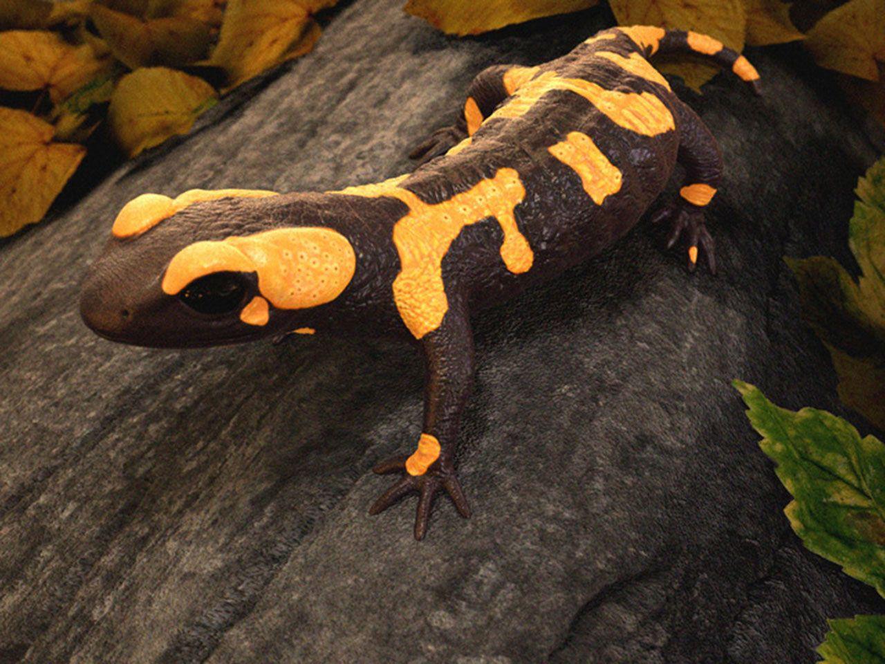 salamander wallpaper for computer. salamander
