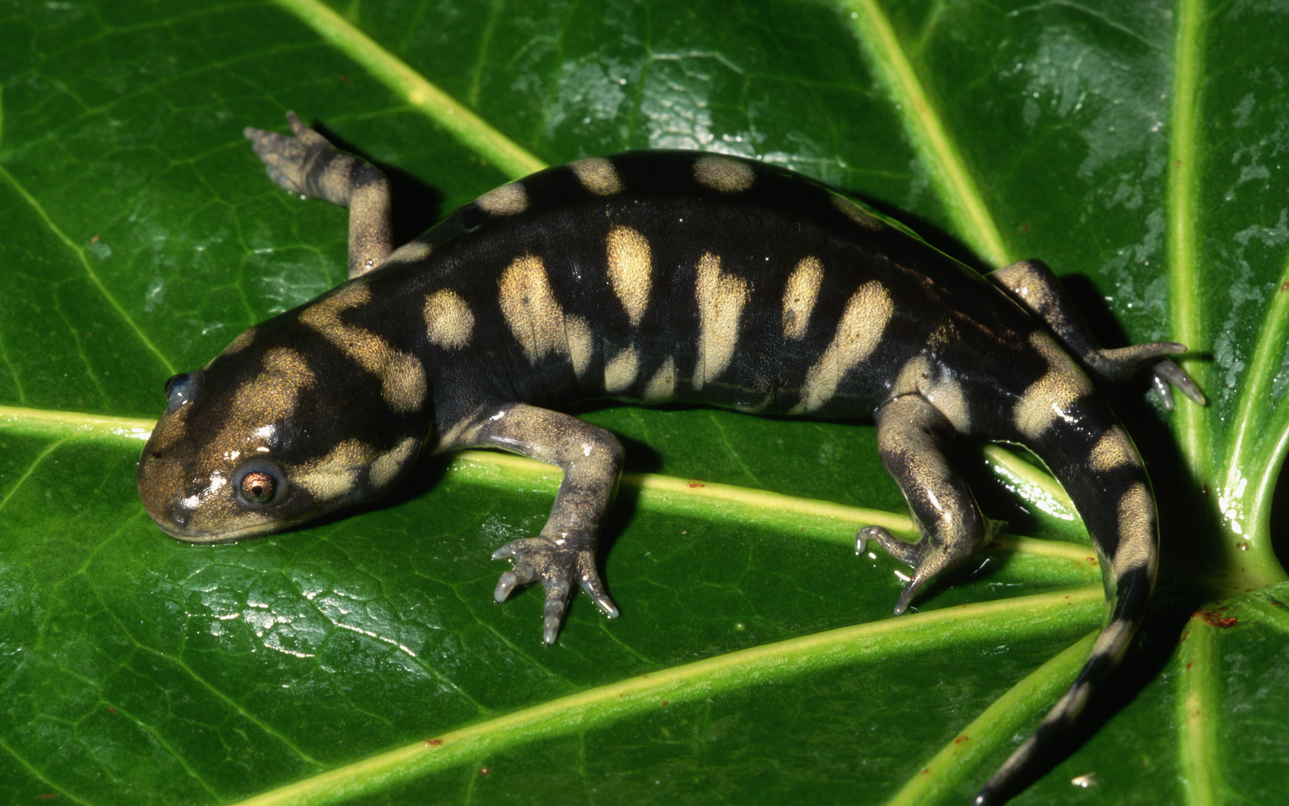 Tiger Salamander HD Wallpaper. Background Imagex1600