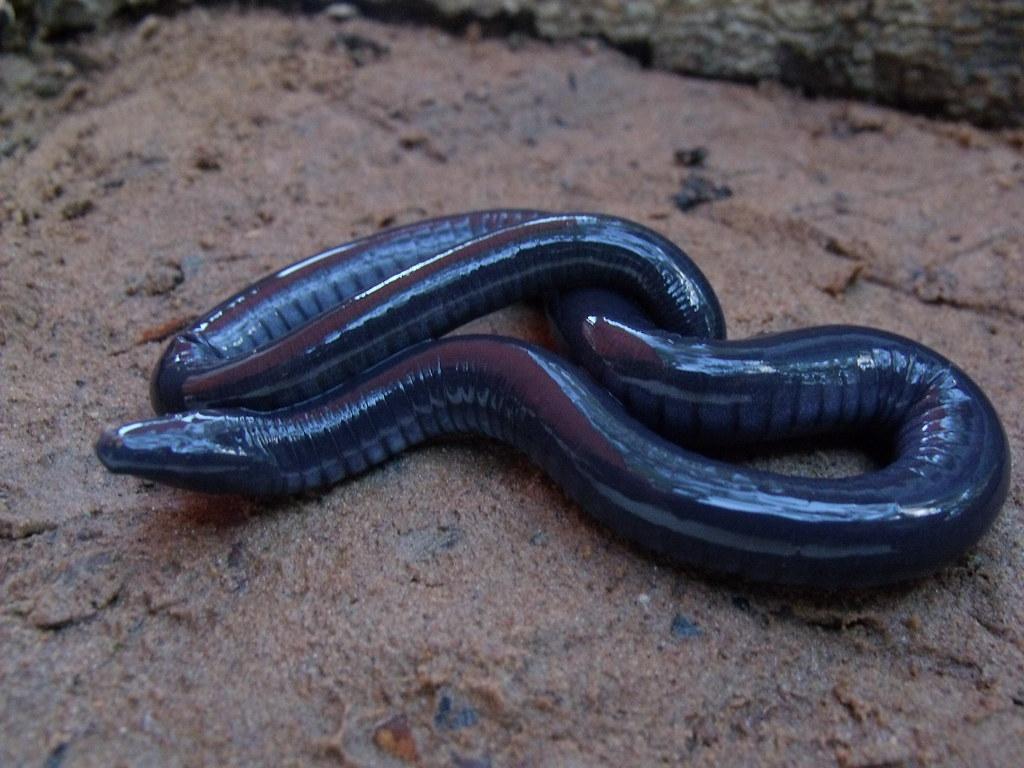 Gymnophiona (caecilian). Popularmente conhecida como cobra