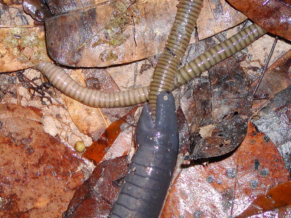 Ringed Caecilian eating an annelid in profile view