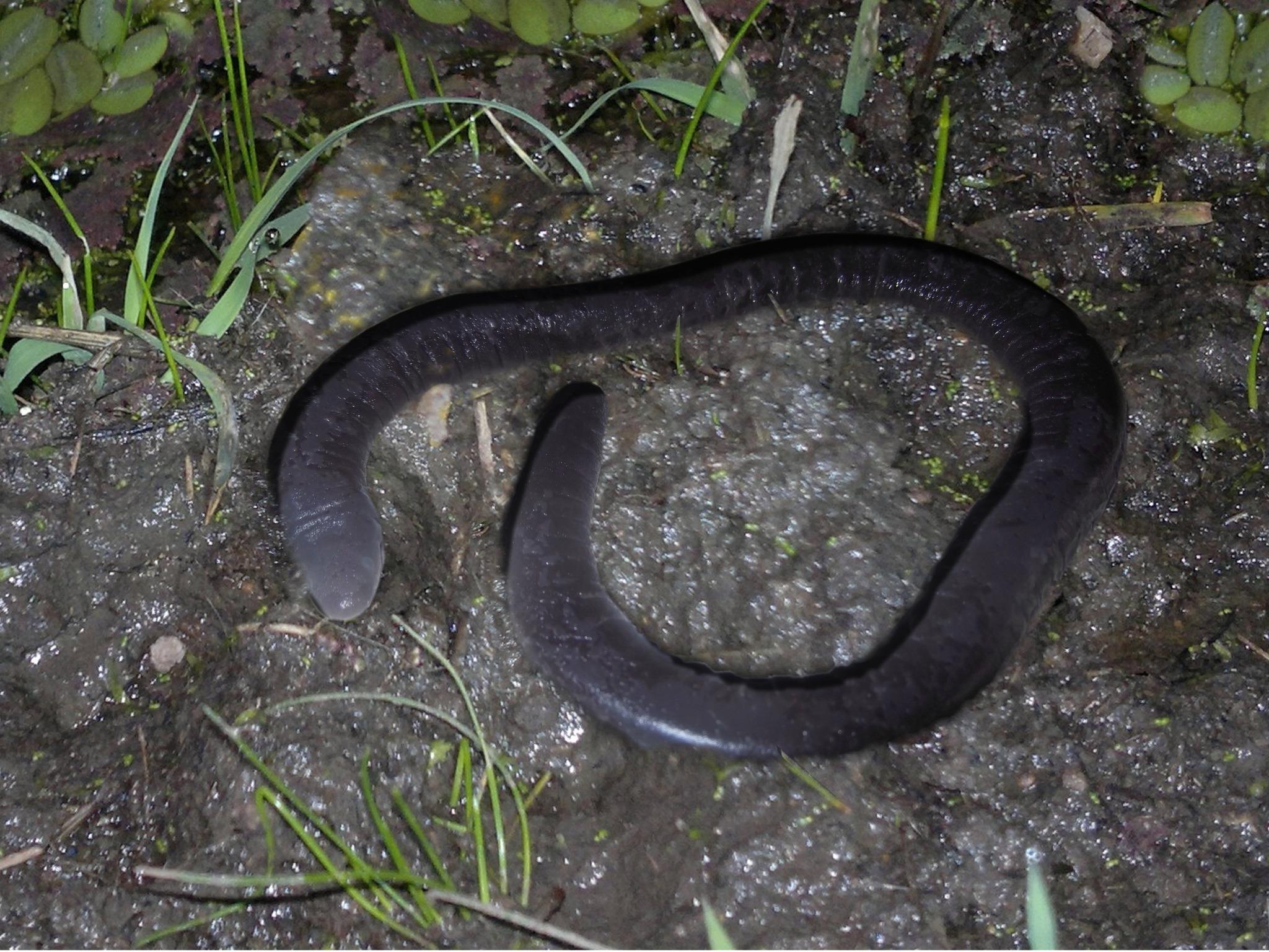 Peters' caecilians of Life