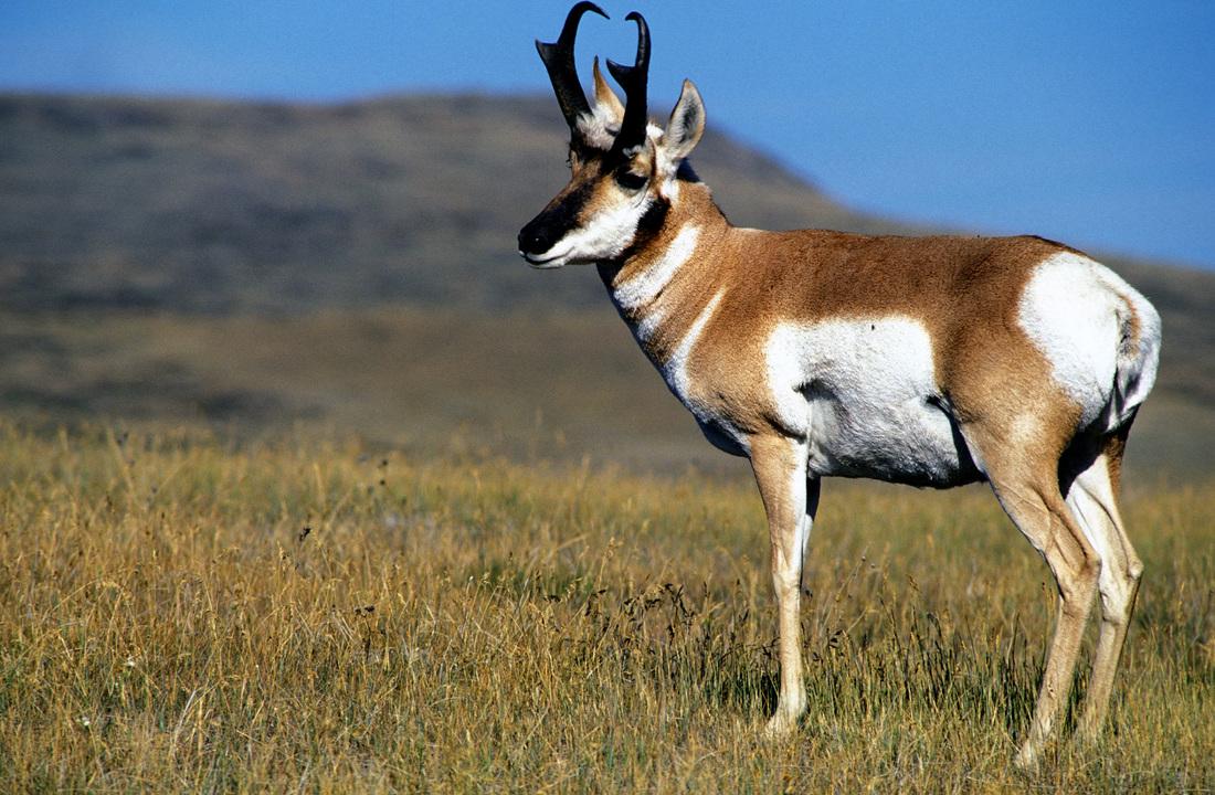 Pronghorn Antelope Latest HD Wallpaper Free Download