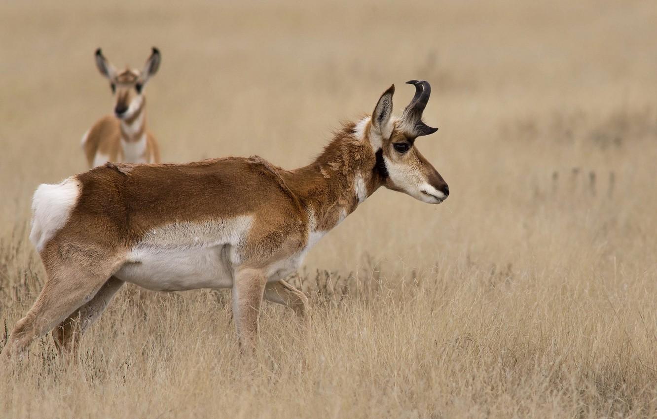 Wallpaper grass, nature, horns, antelope, pronghorn image