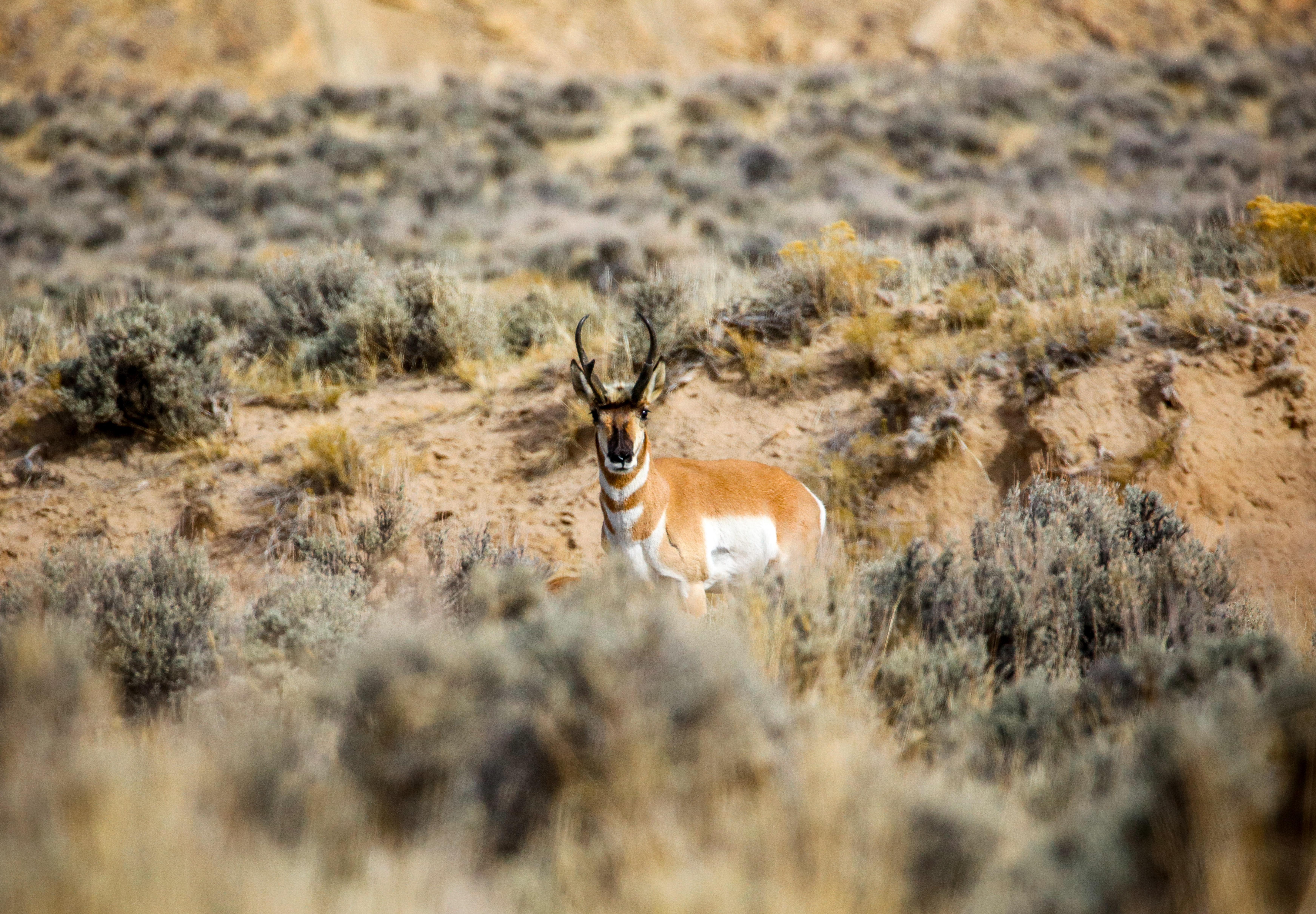 Pronghorn Picture. Download Free Image