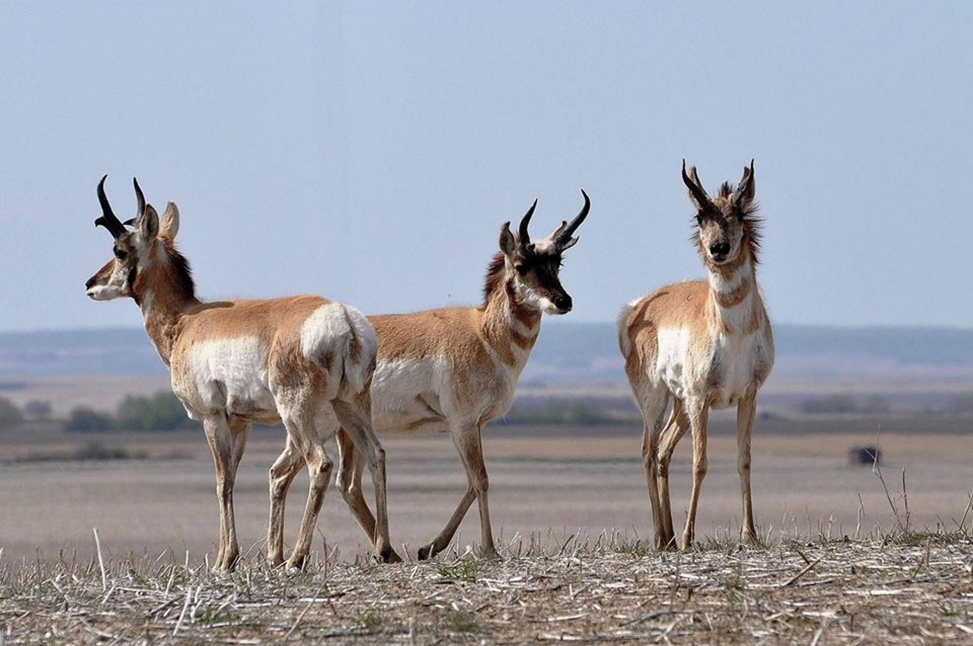 Free of antelope, grazing, pronghorn