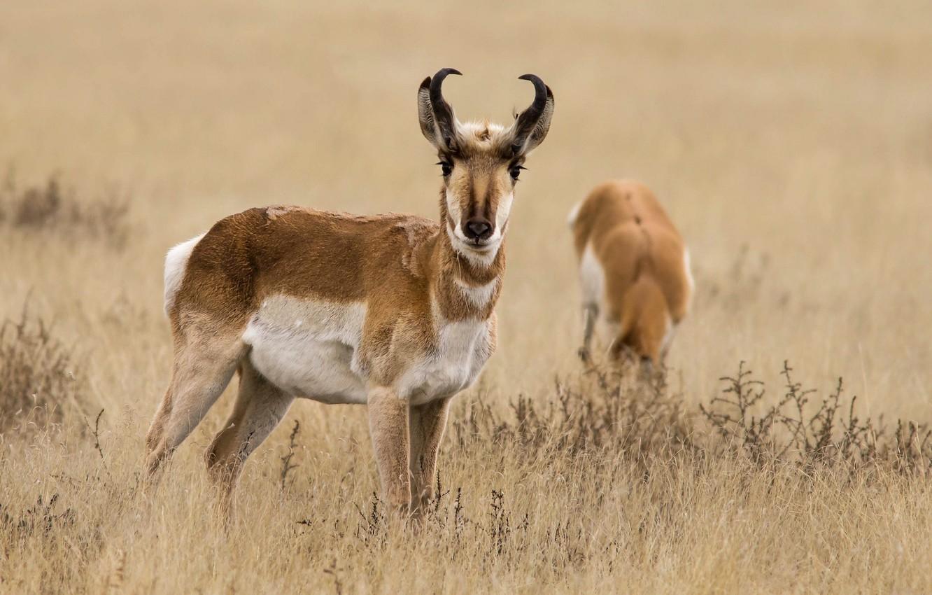 Wallpaper grass, nature, horns, antelope, pronghorn image