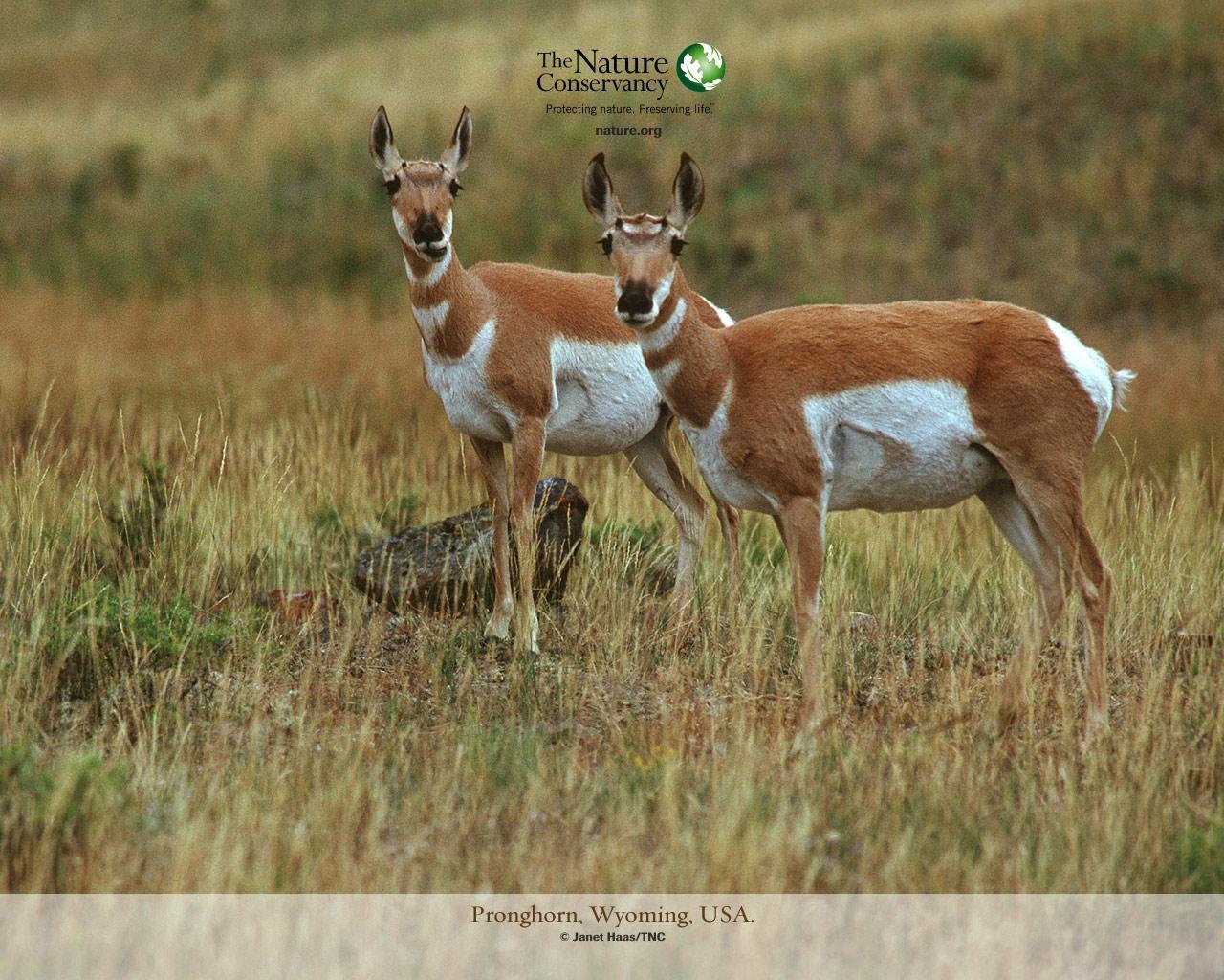 Desktop Wallpaper Antelope Artiodactyl animal