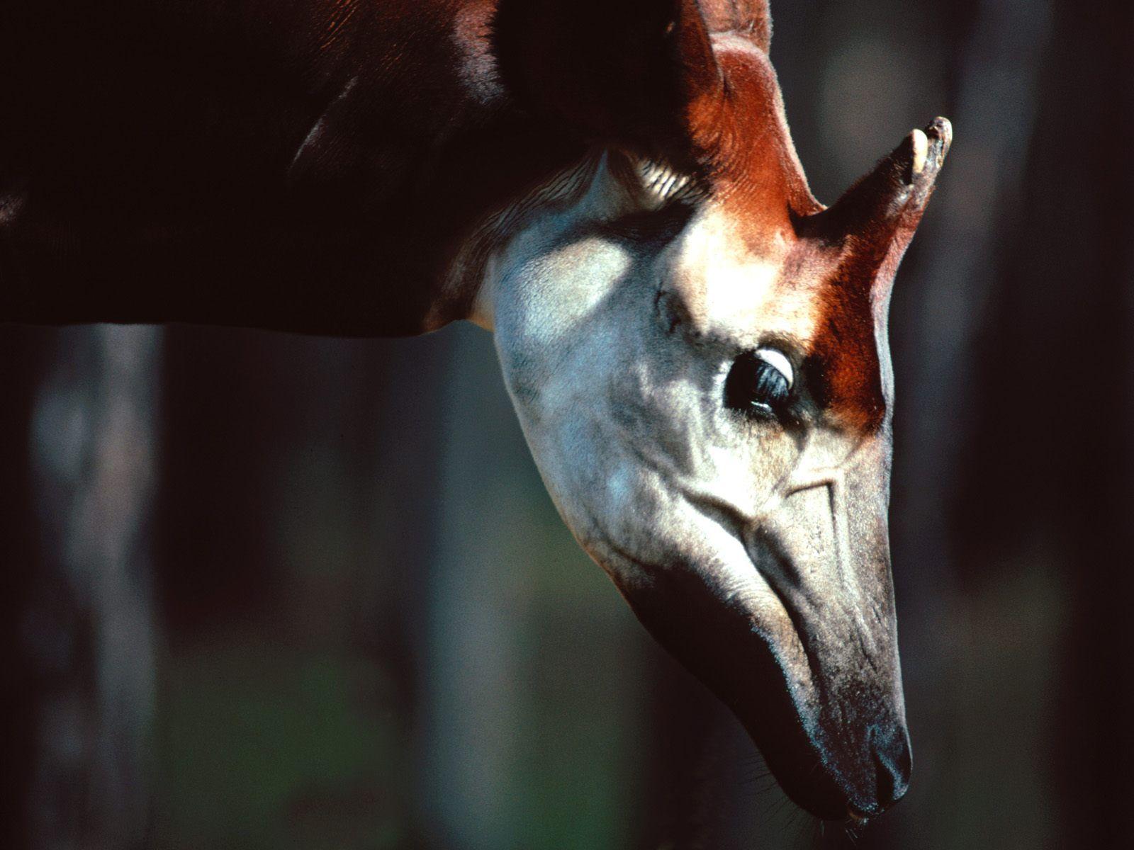 male Okapi. LOVE THE NATURE「 天 然 」. Okapi, Cute animal