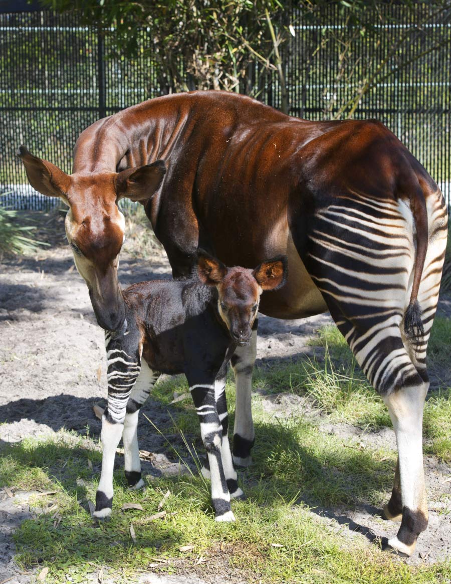 Wildlife Wednesdays: Rare Okapi Born at Disney's Animal