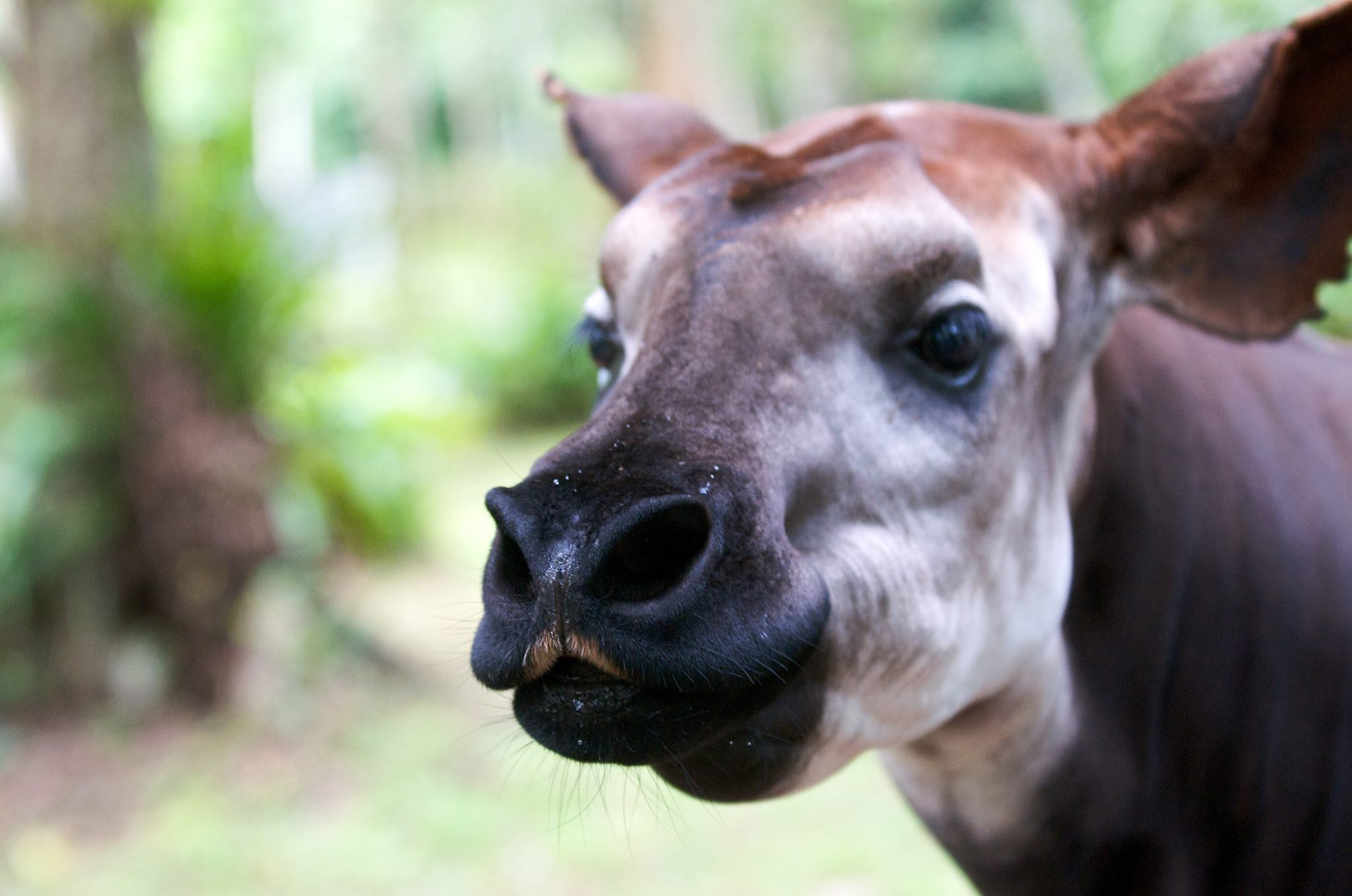 The Okapi: The Shy Forest Dwellers of Central Africa