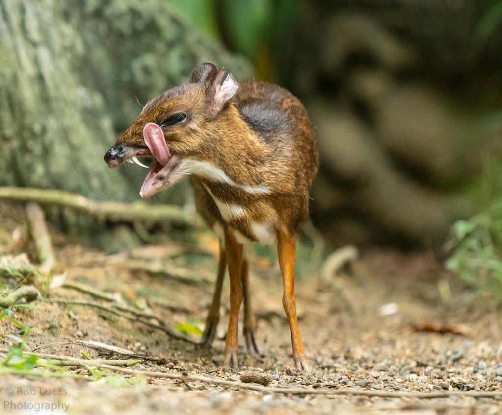 The World's newest photo of chevrotain Hive Mind