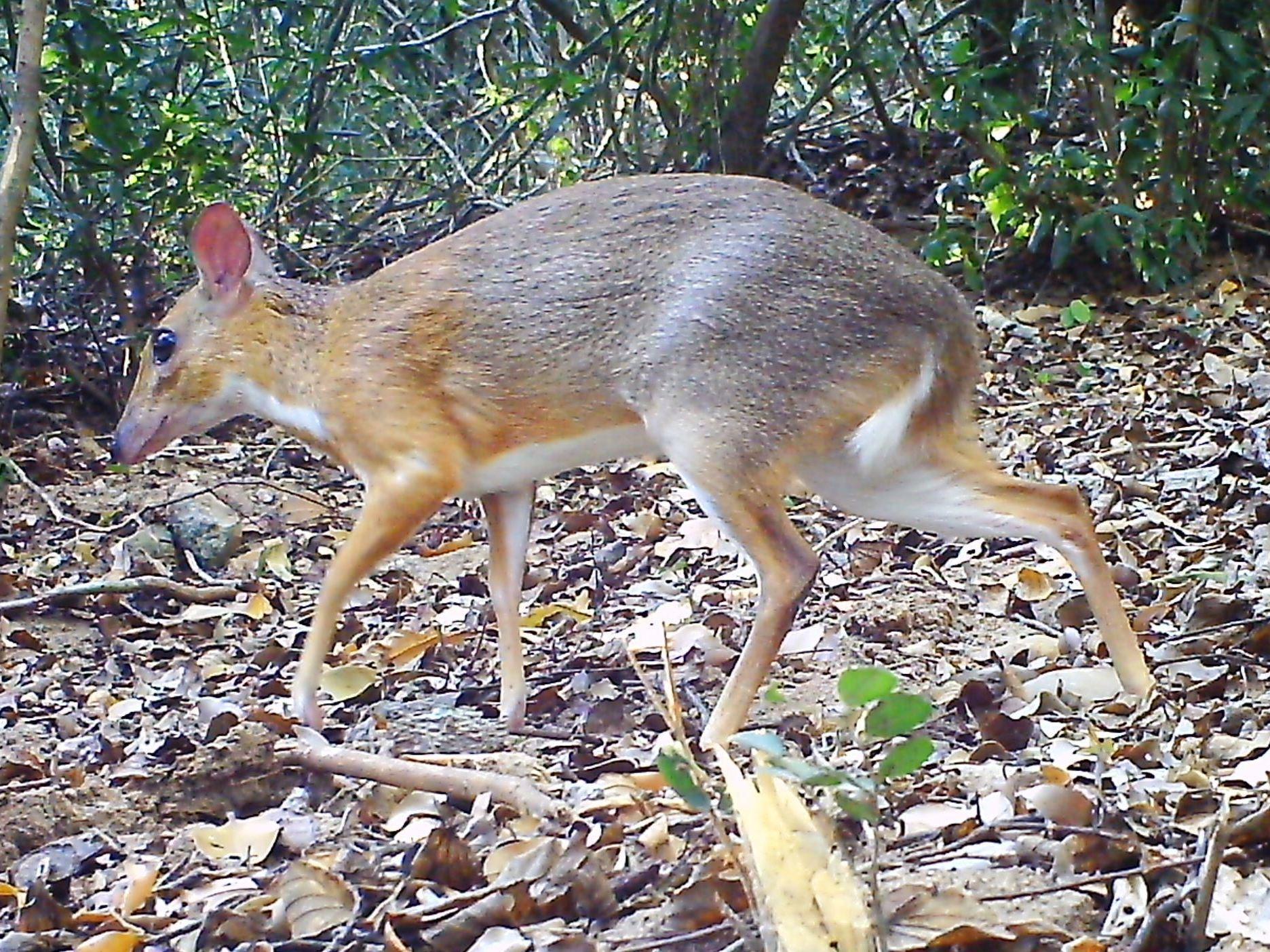 Silver Backed Chevrotain, With Fangs And Hooves