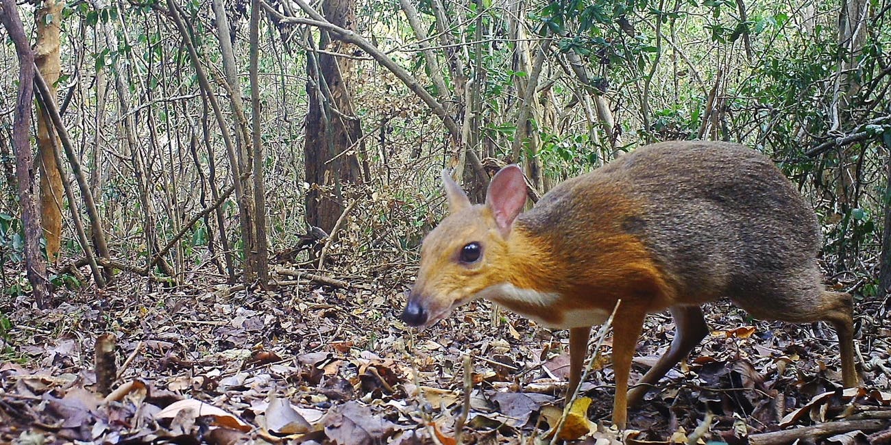Caught On Camera: Lost Mouse Deer Photographed In Wild