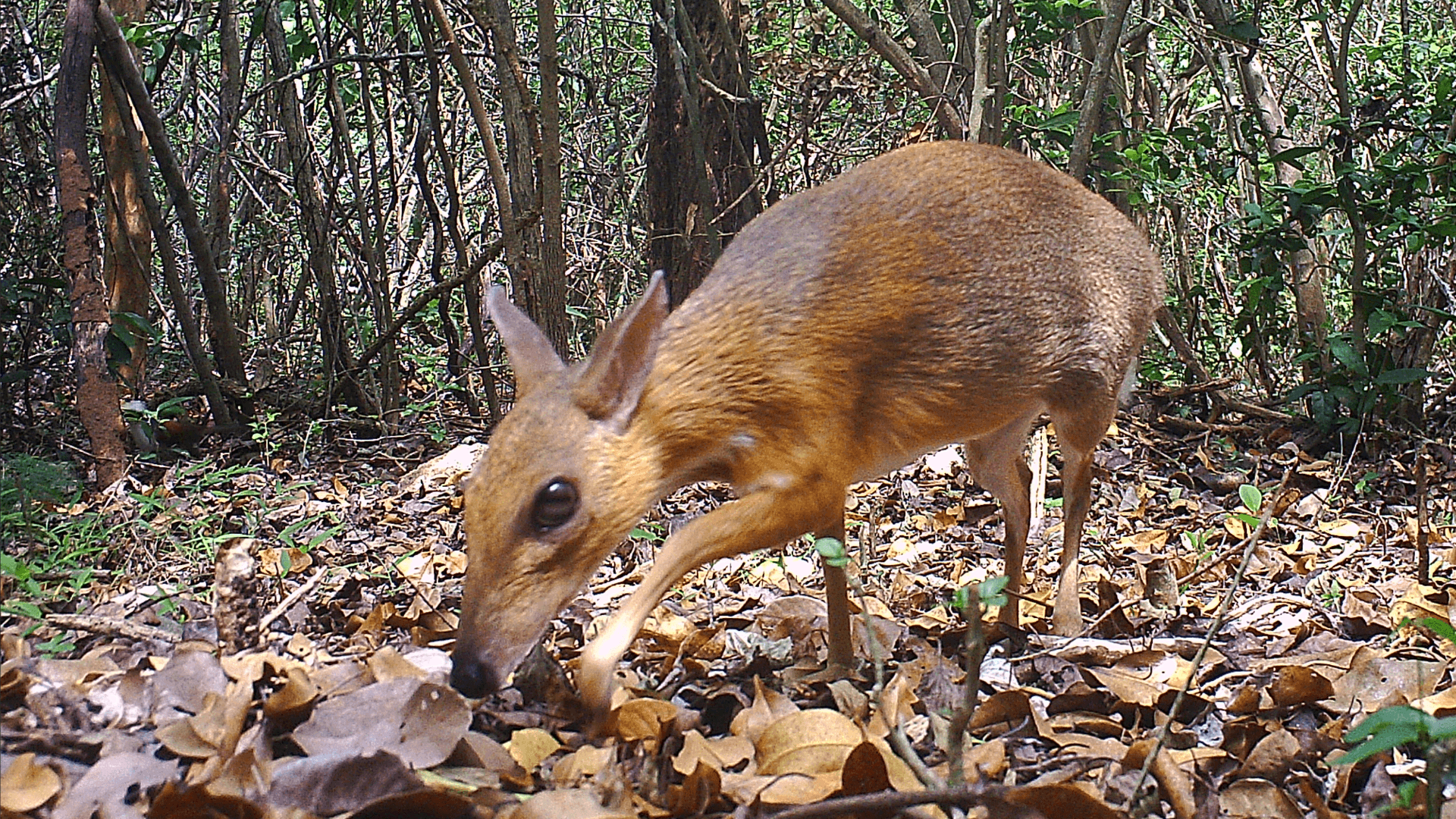 Lost species of fanged 'mouse deer' spotted for first time