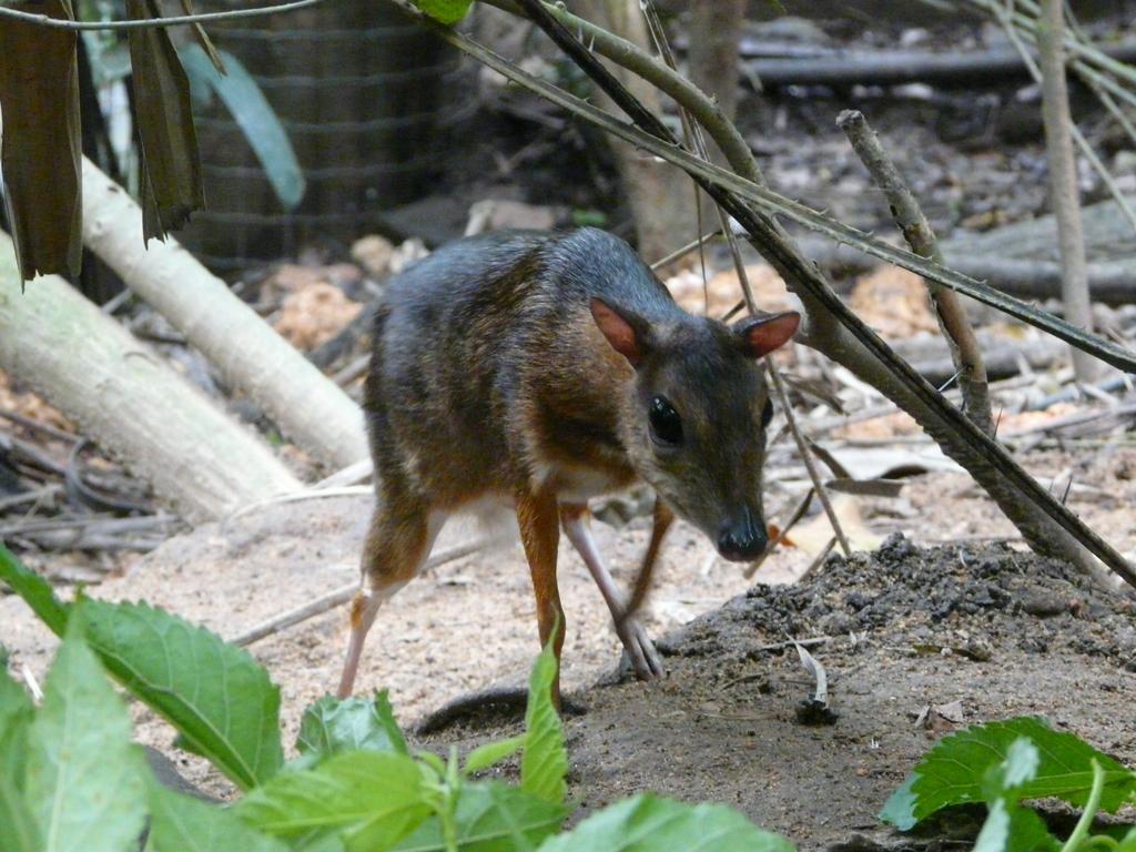 Chevrotains And Mouse Deer Of Life