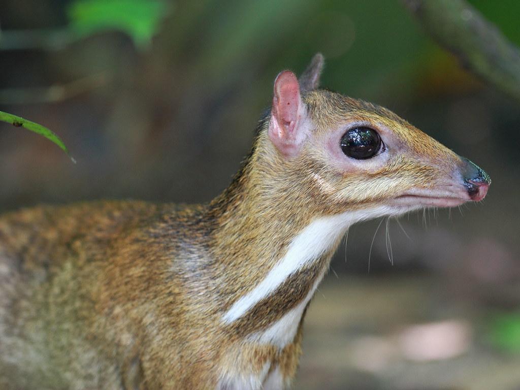 Chevrotains deer. Chevrotains, also known as mouse